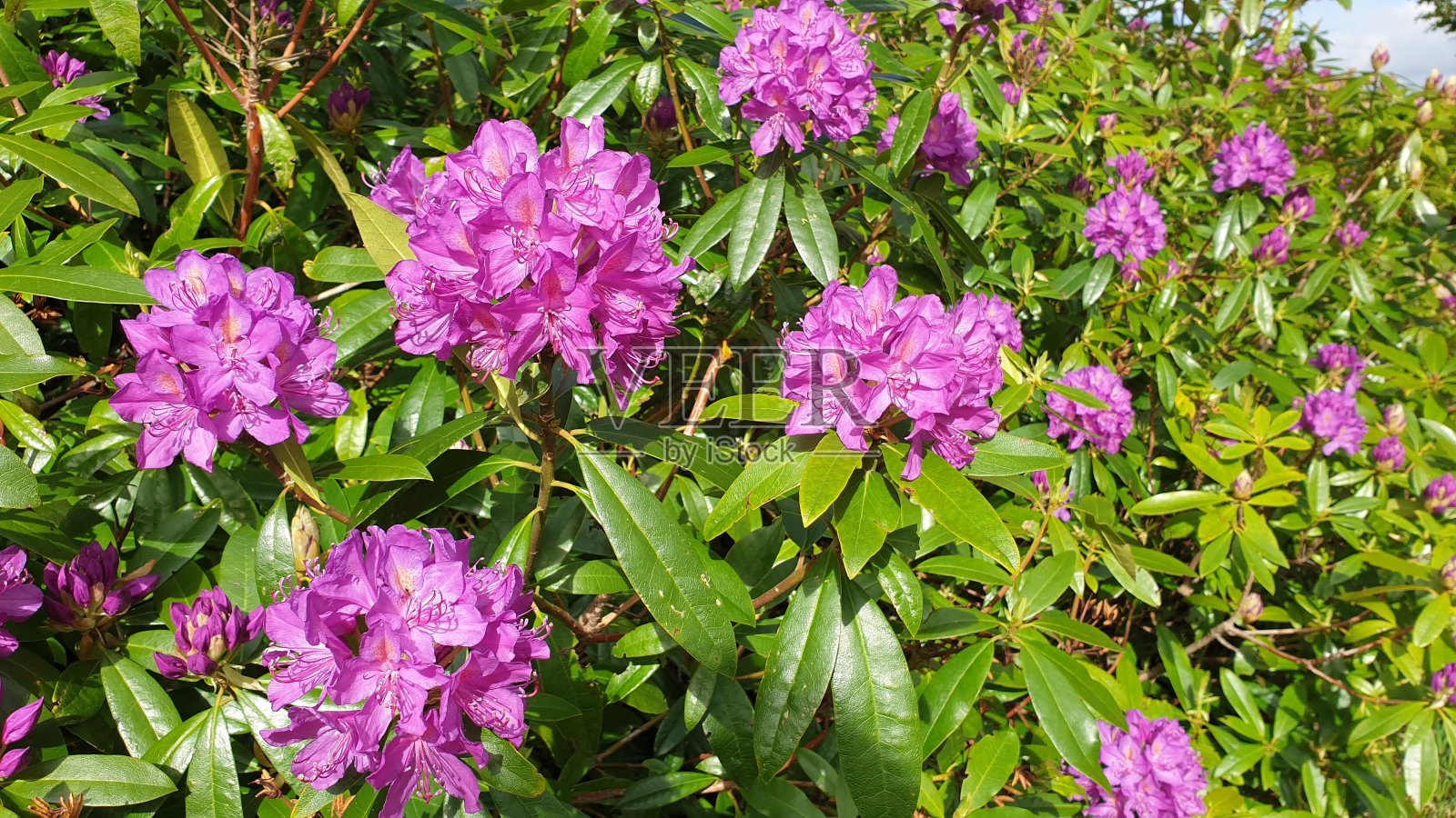 粉红色的杜鹃花照片摄影图片