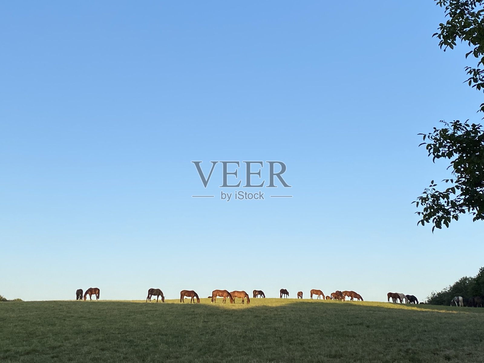 打马照片摄影图片