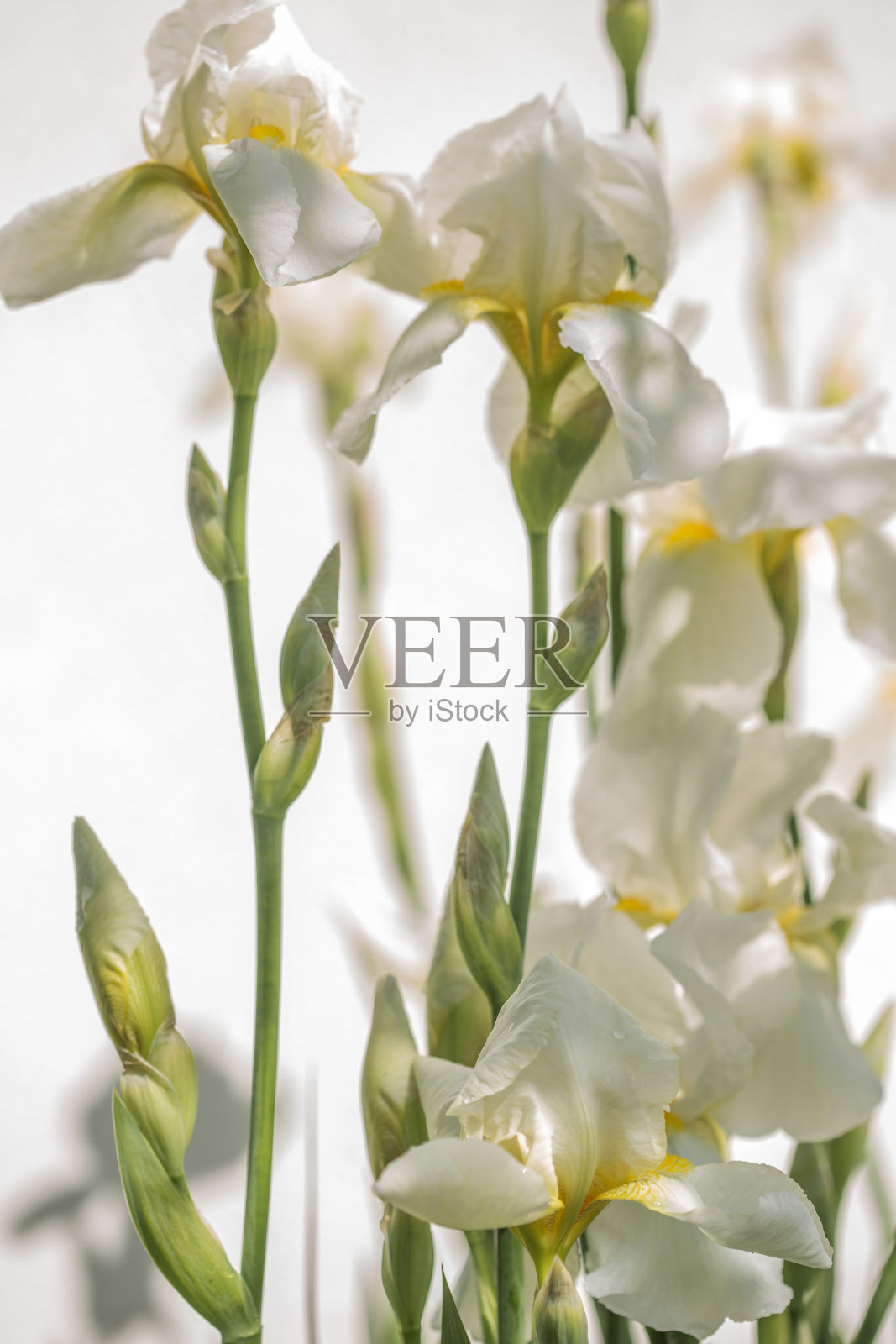 一种具有令人印象深刻的花卉、花园装饰的植物。分离鸢尾德国鸢尾是鸢尾科一种开花植物的名称，俗称德国髯鸢尾。照片摄影图片