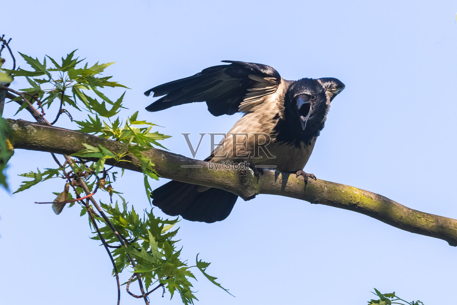 一只展开翅膀的小乌鸦坐在粗树枝上，张开大大的嘴期待食物。照片摄影图片