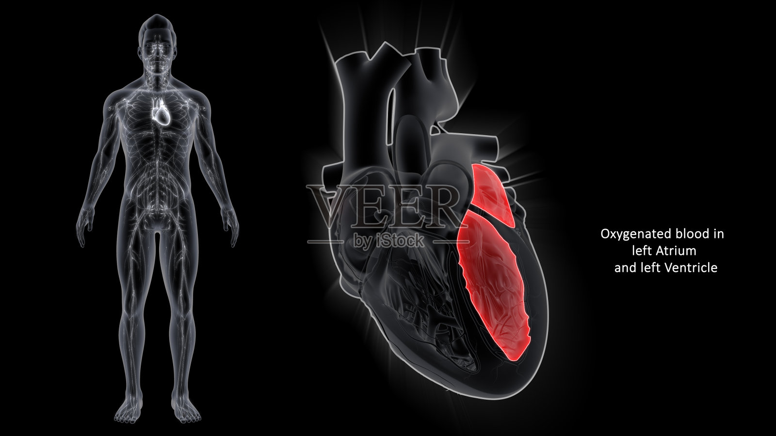 钱伯斯的心插画图片素材