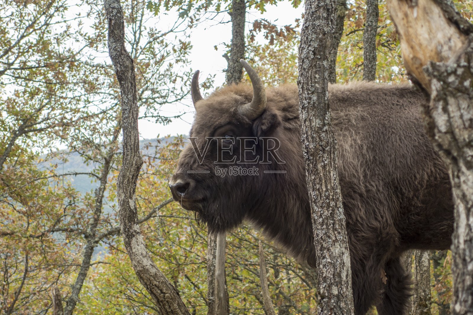 欧洲野牛照片摄影图片