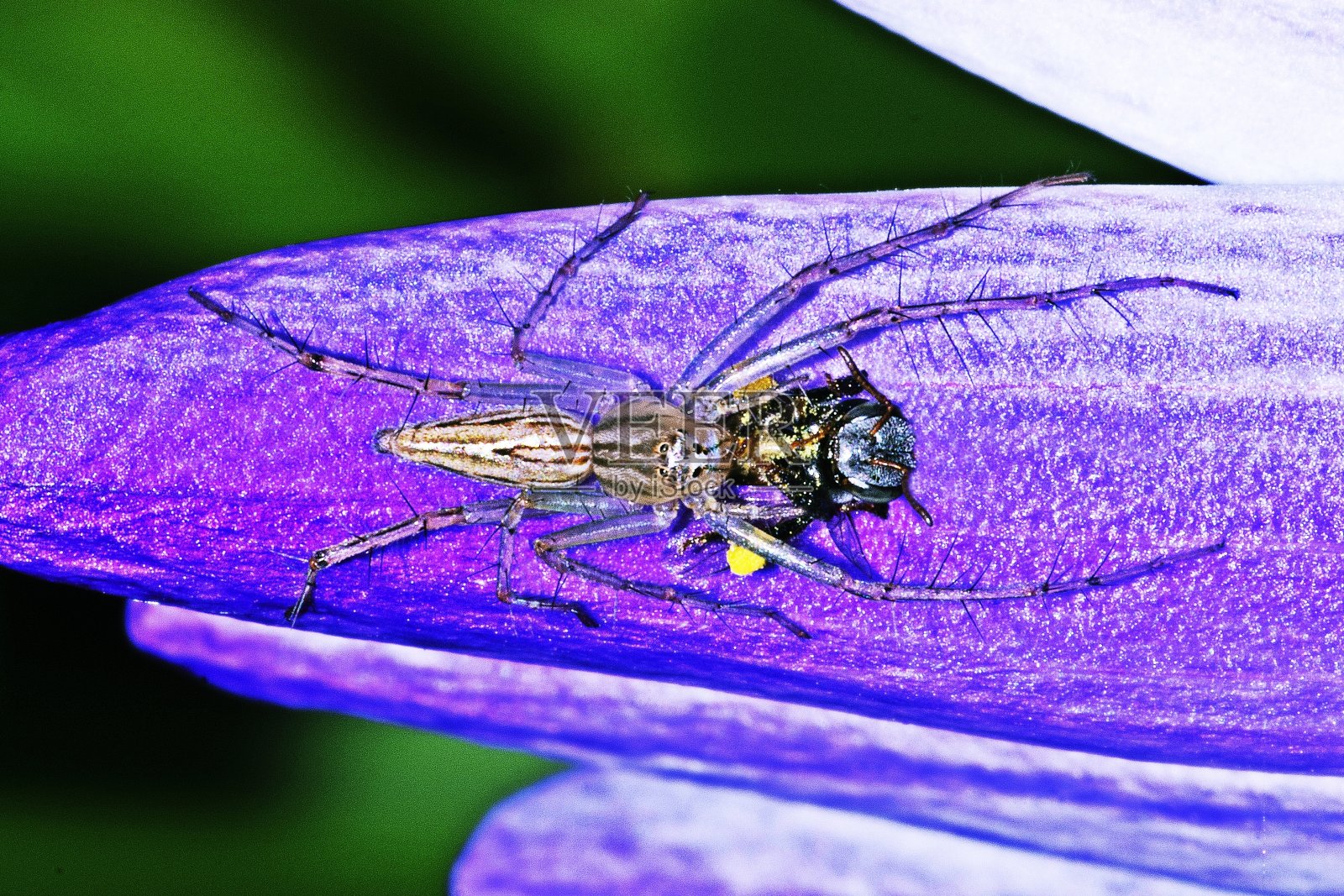 蜘蛛在花瓣上捕食昆虫。照片摄影图片