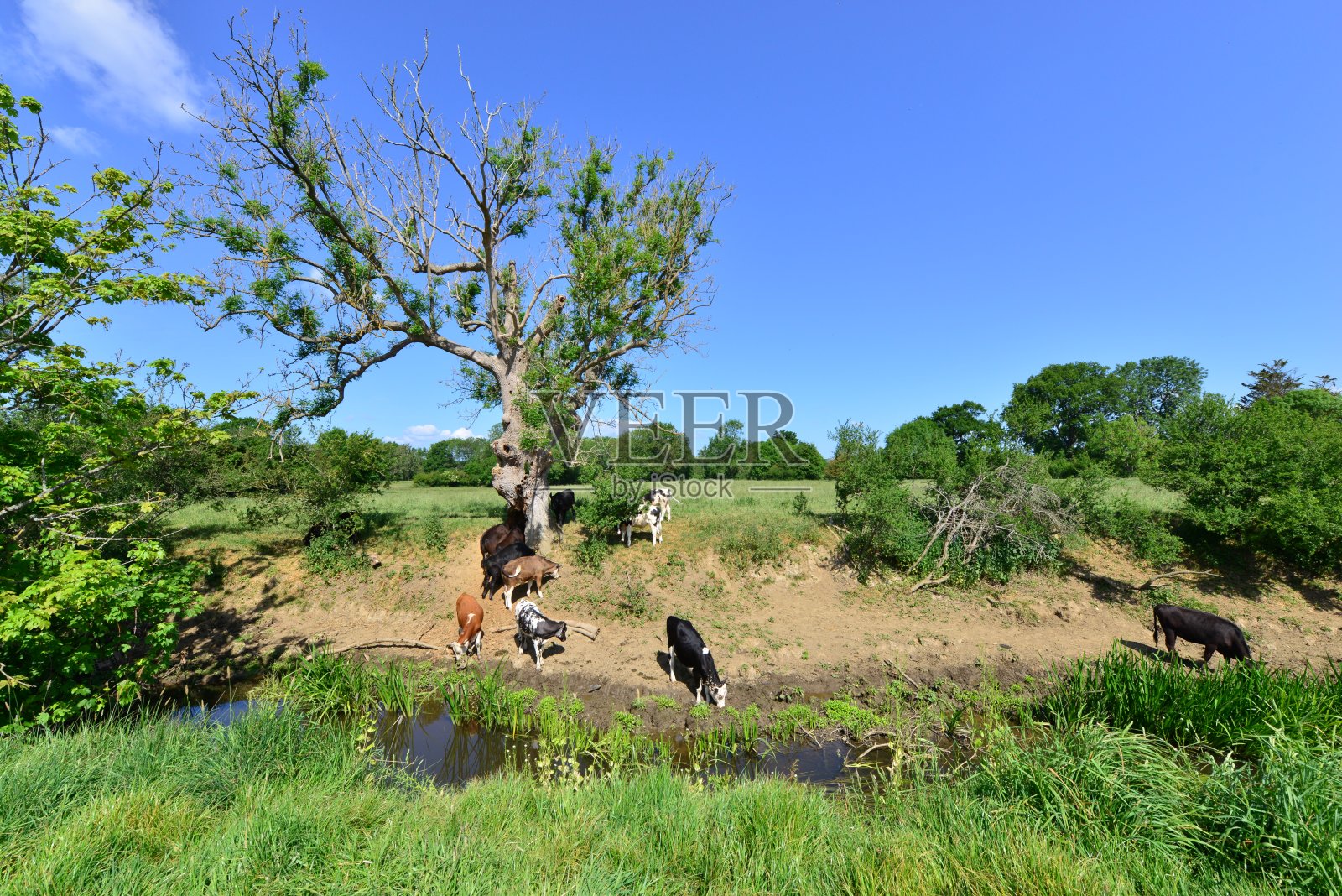 萨里郡霍利莫尔河边的奶牛照片摄影图片