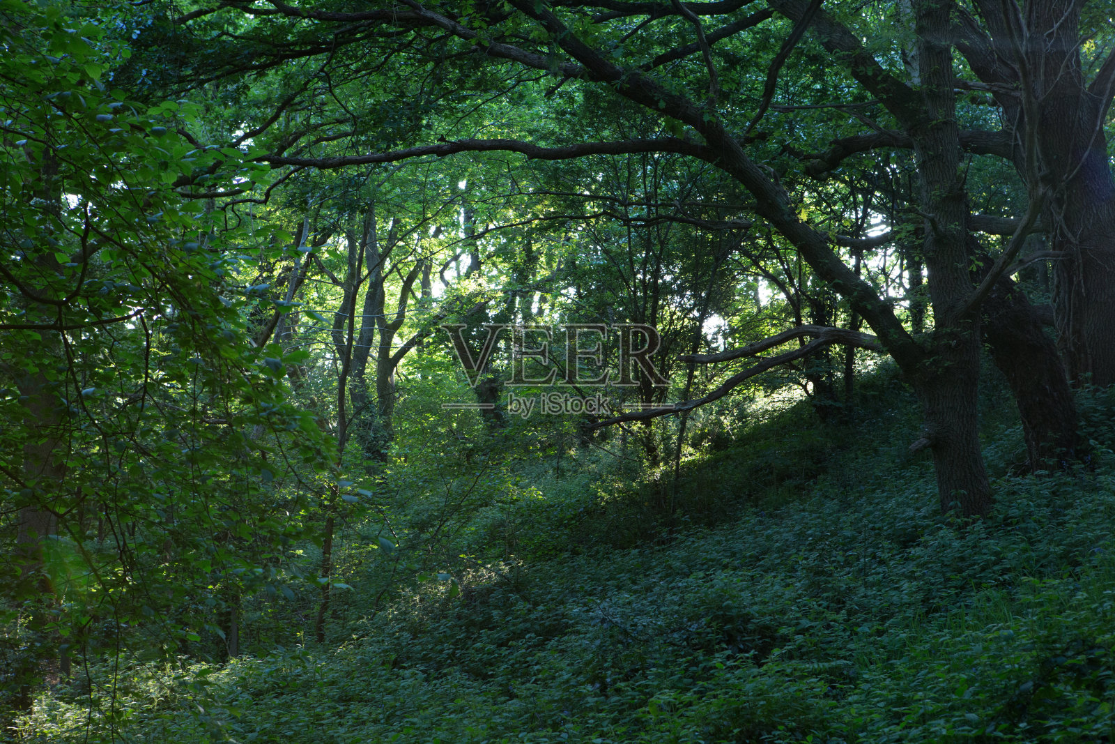 一个阳光明媚的夜晚，在英国的树林里照片摄影图片