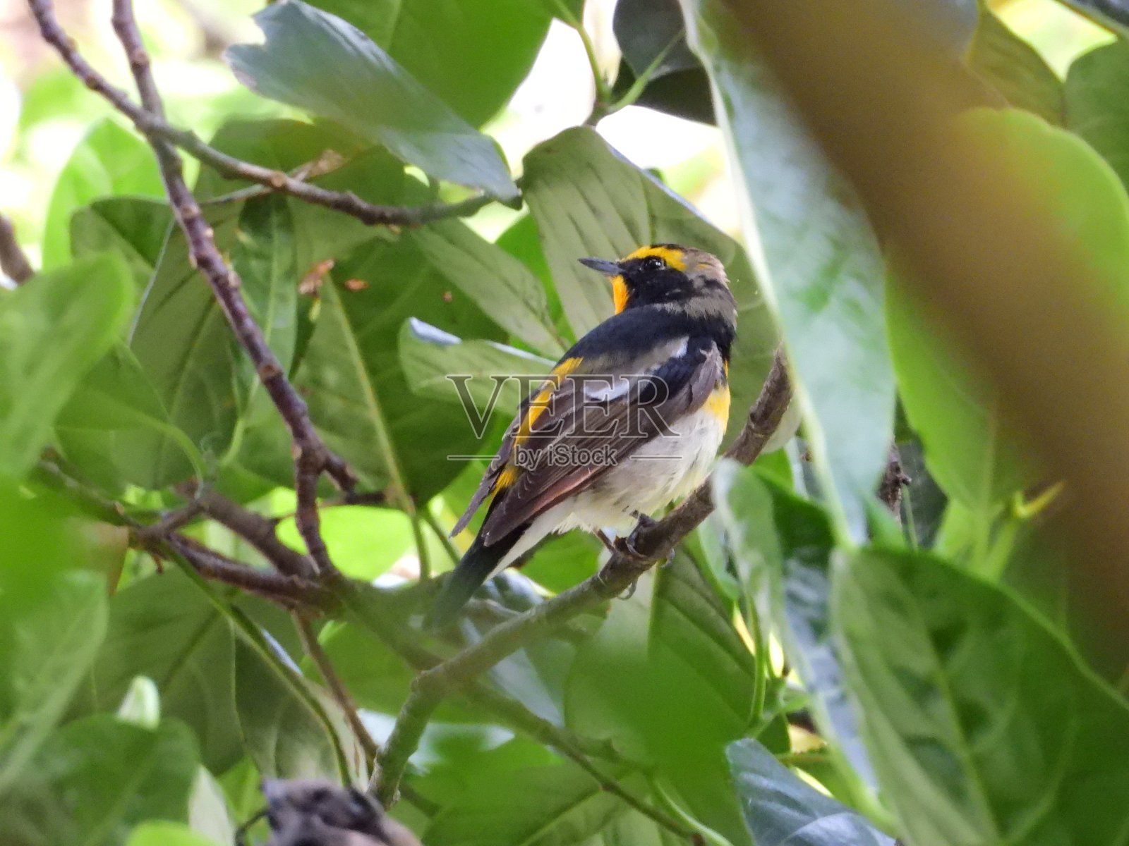 水仙捕蝇草照片摄影图片