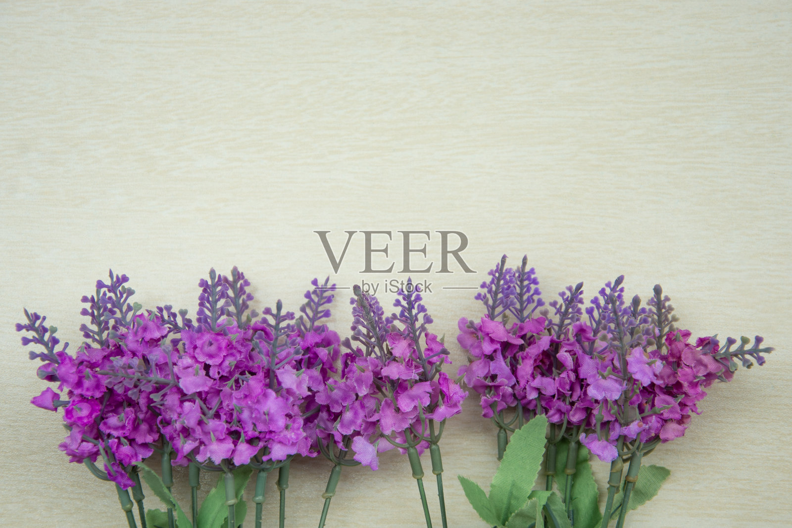 薰衣草照片摄影图片