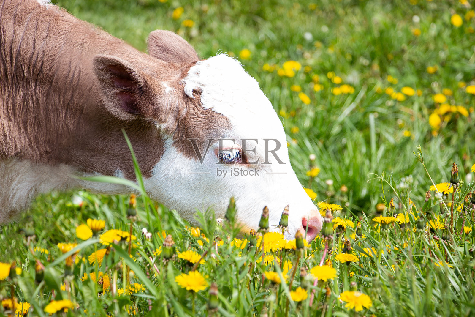 一头棕色身体、脸上有个白点的小牛在郁郁葱葱的草地上吃草。一只动物嗅着黄色的蒲公英。2021年的公牛象征。照片摄影图片