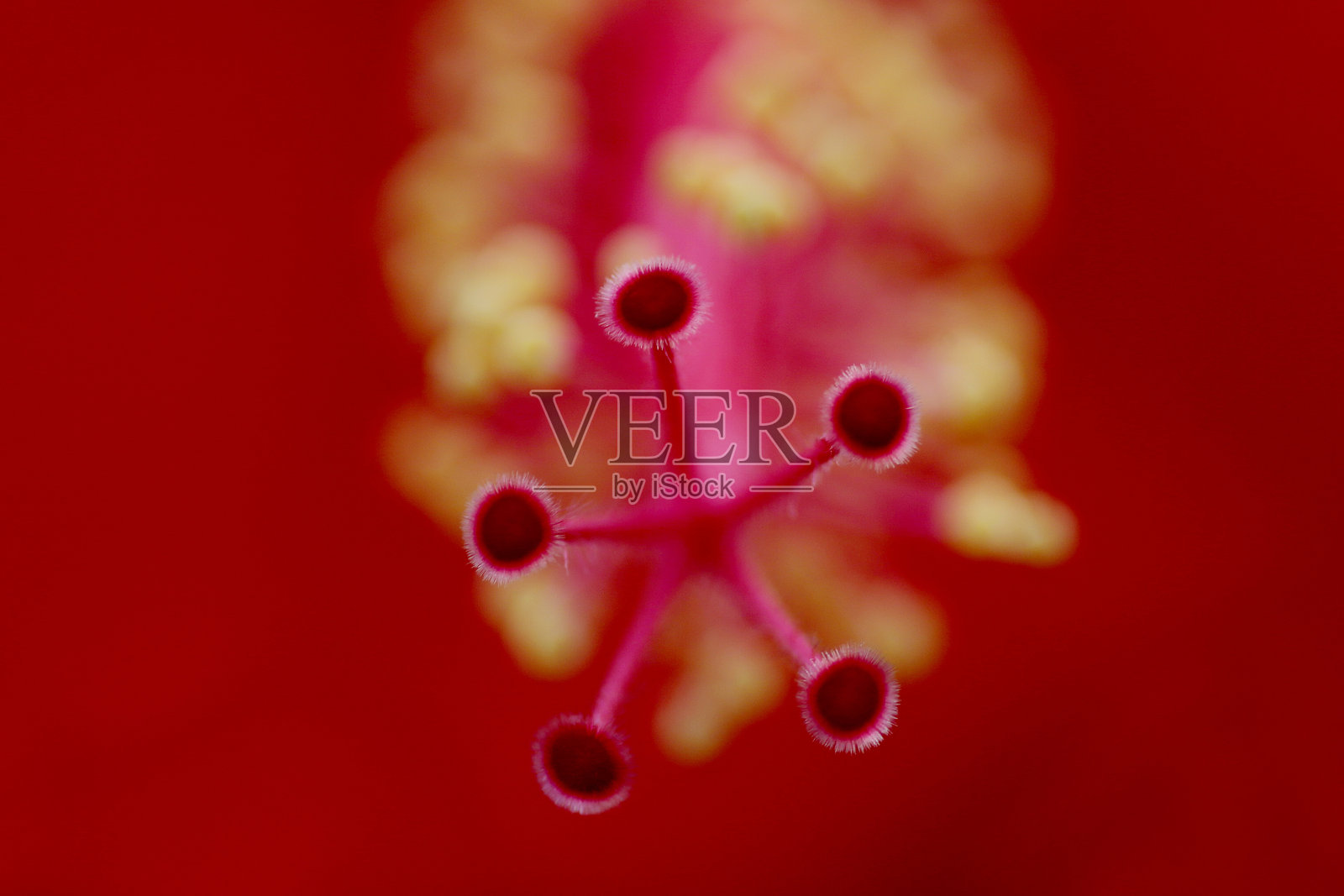 放大照相——芙蓉照片摄影图片