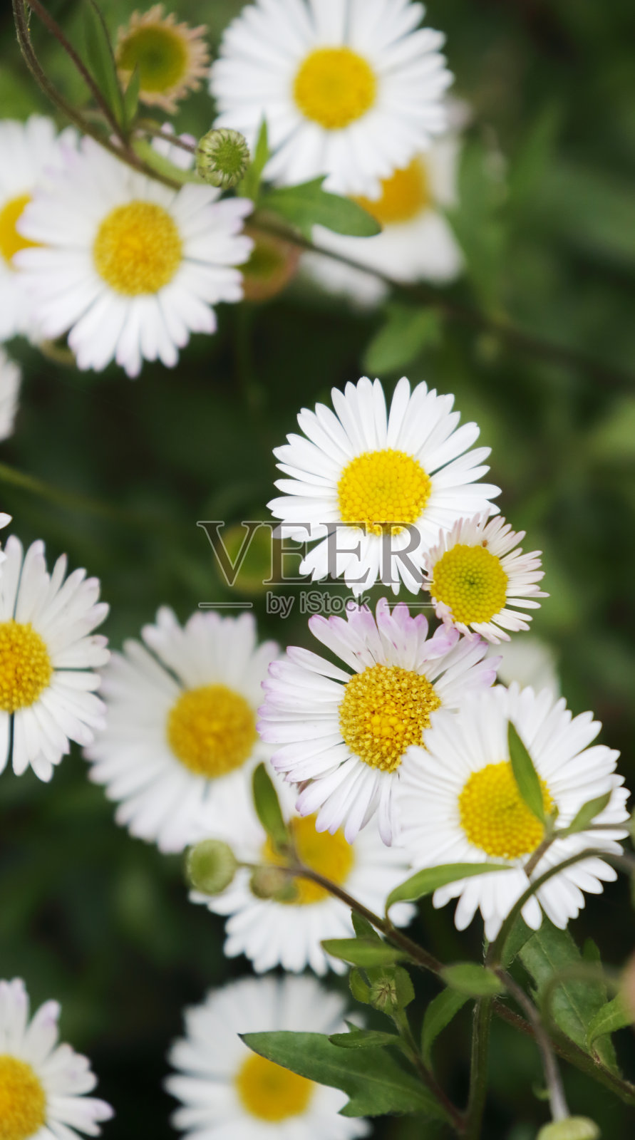 墨西哥Fleabane(卡尔文斯基安)照片摄影图片