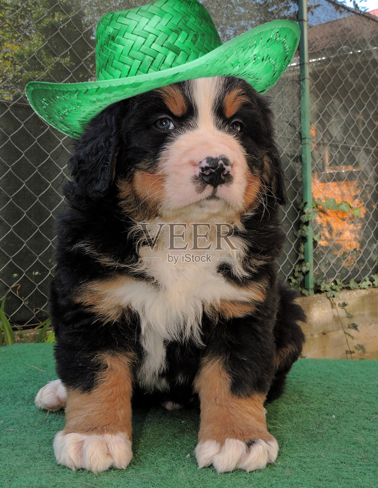 伯恩斯山地犬(伯纳森嫩猎犬)戴着帽子的小狗。照片摄影图片