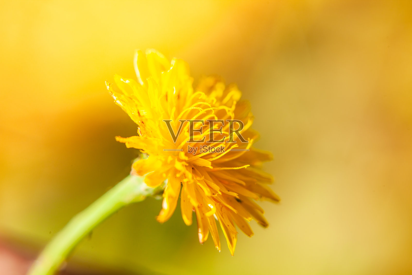 黄色的蒲公英背景照片摄影图片