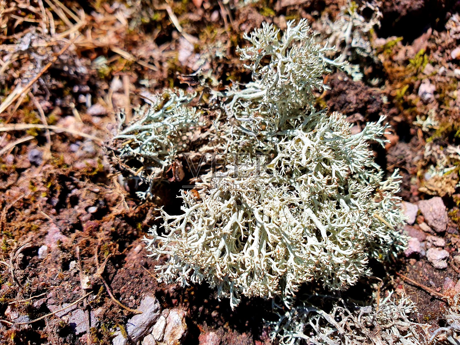 克拉多尼亚·兰吉费里纳（驯鹿地衣）照片摄影图片