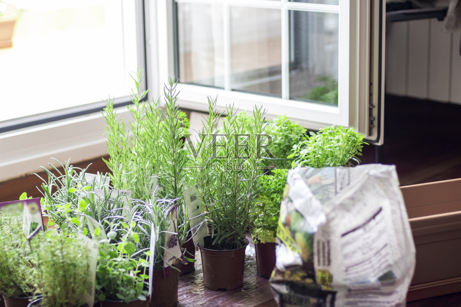 移植到花盆中的芳香烹饪药草照片摄影图片
