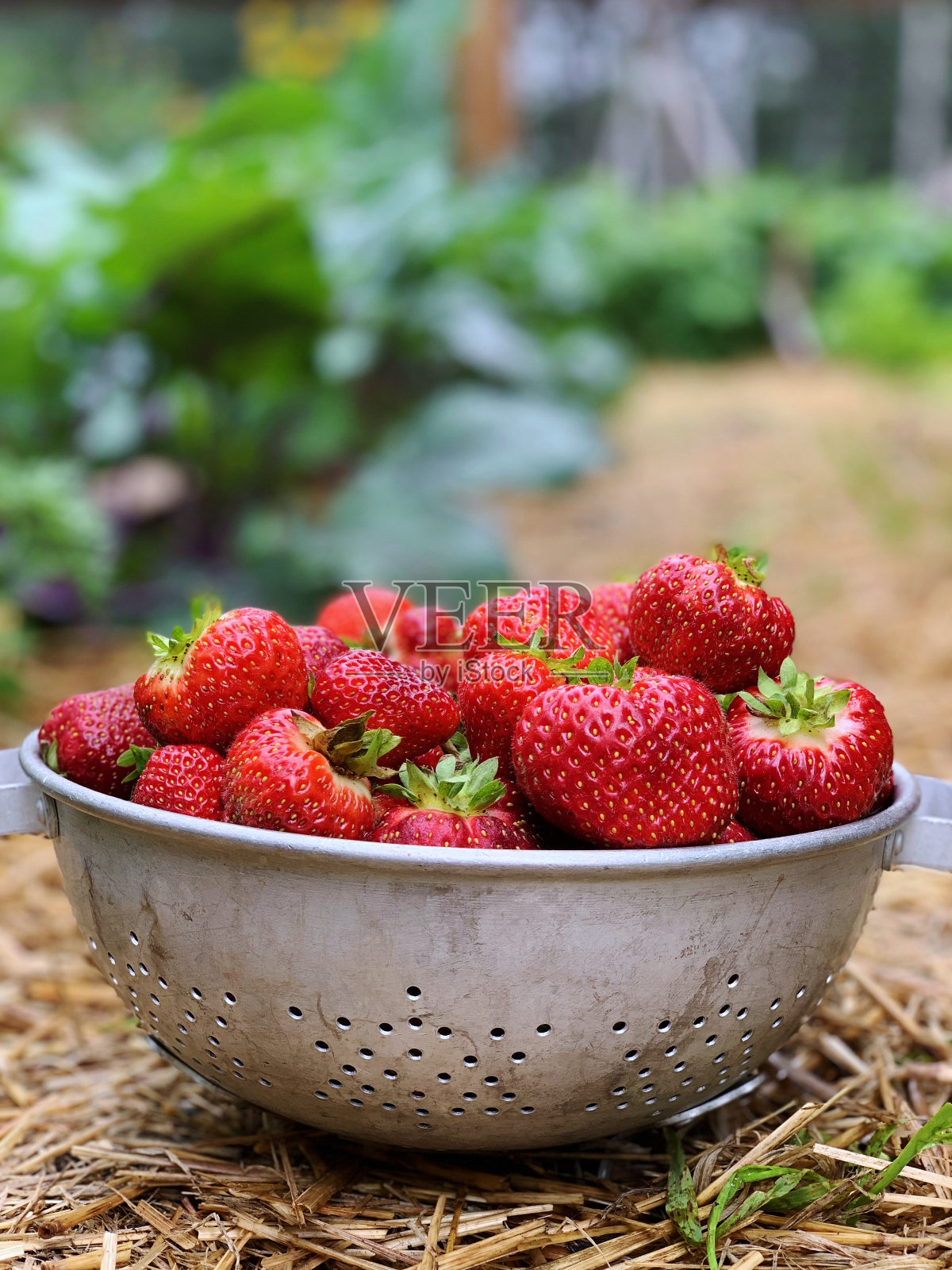 一碗从我的乡村花园摘来的新鲜多汁的有机红草莓照片摄影图片
