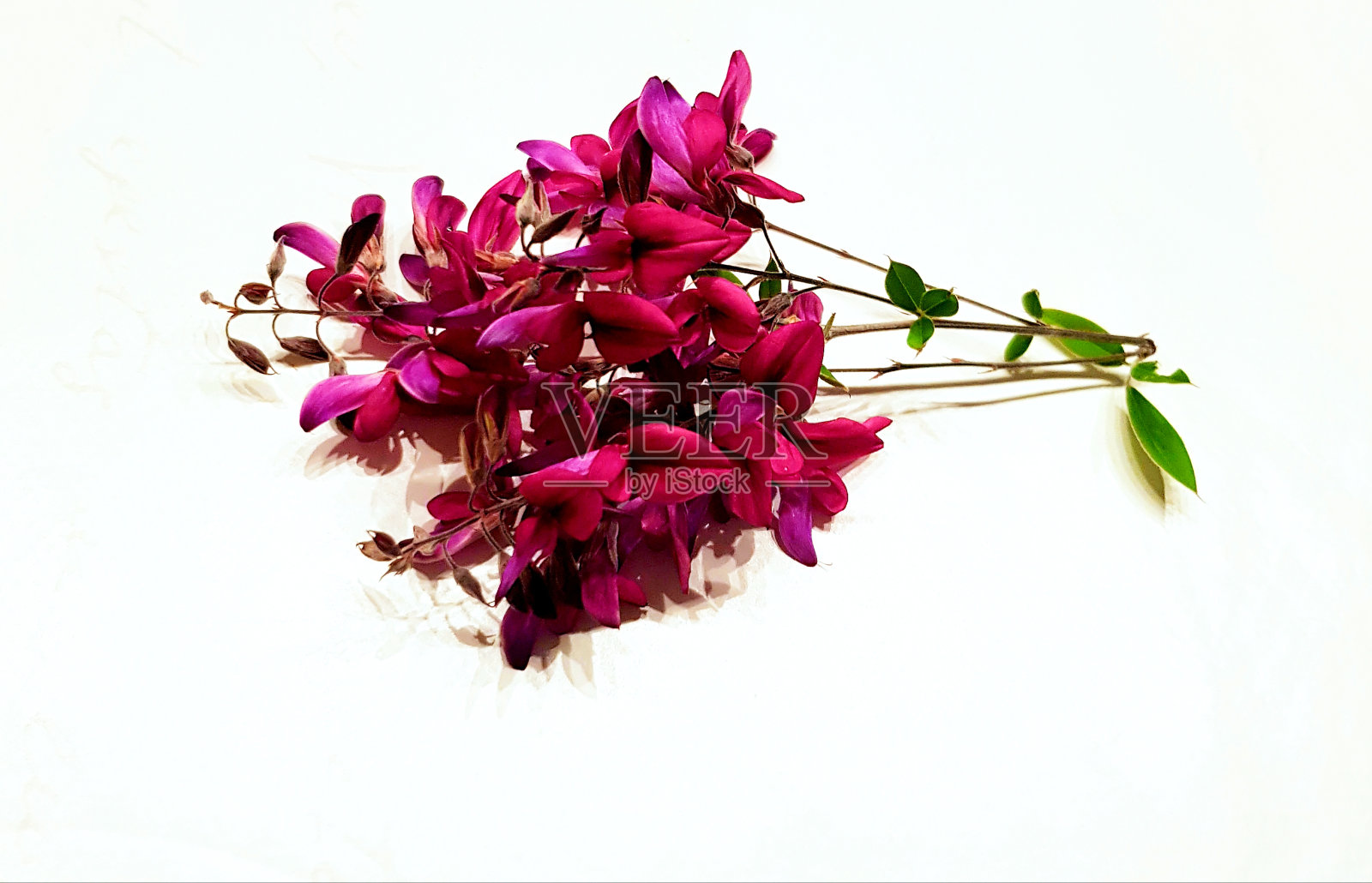 Lespedeza thunbergii branches - Großblumiger Buschklee照片摄影图片