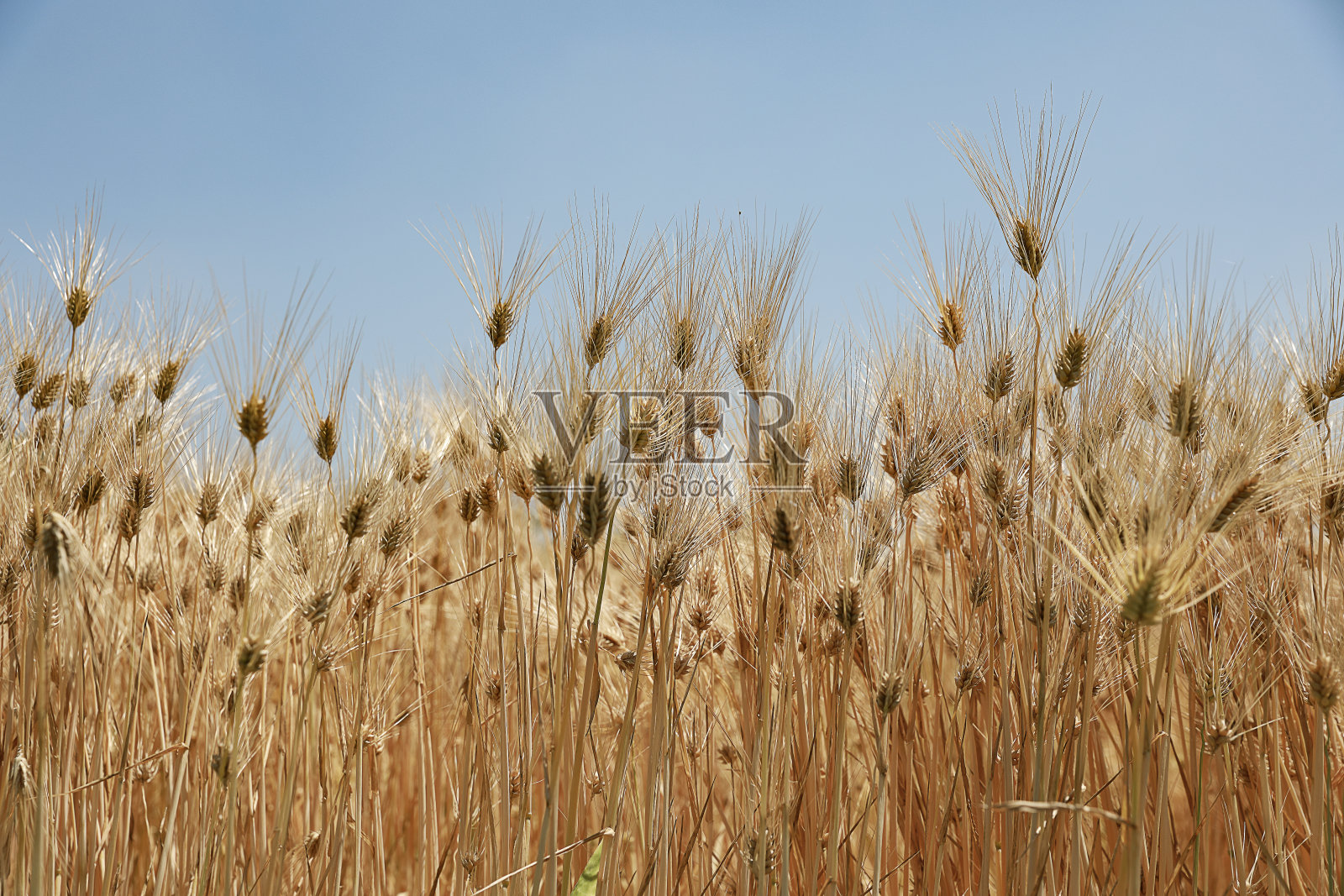 作物照片摄影图片