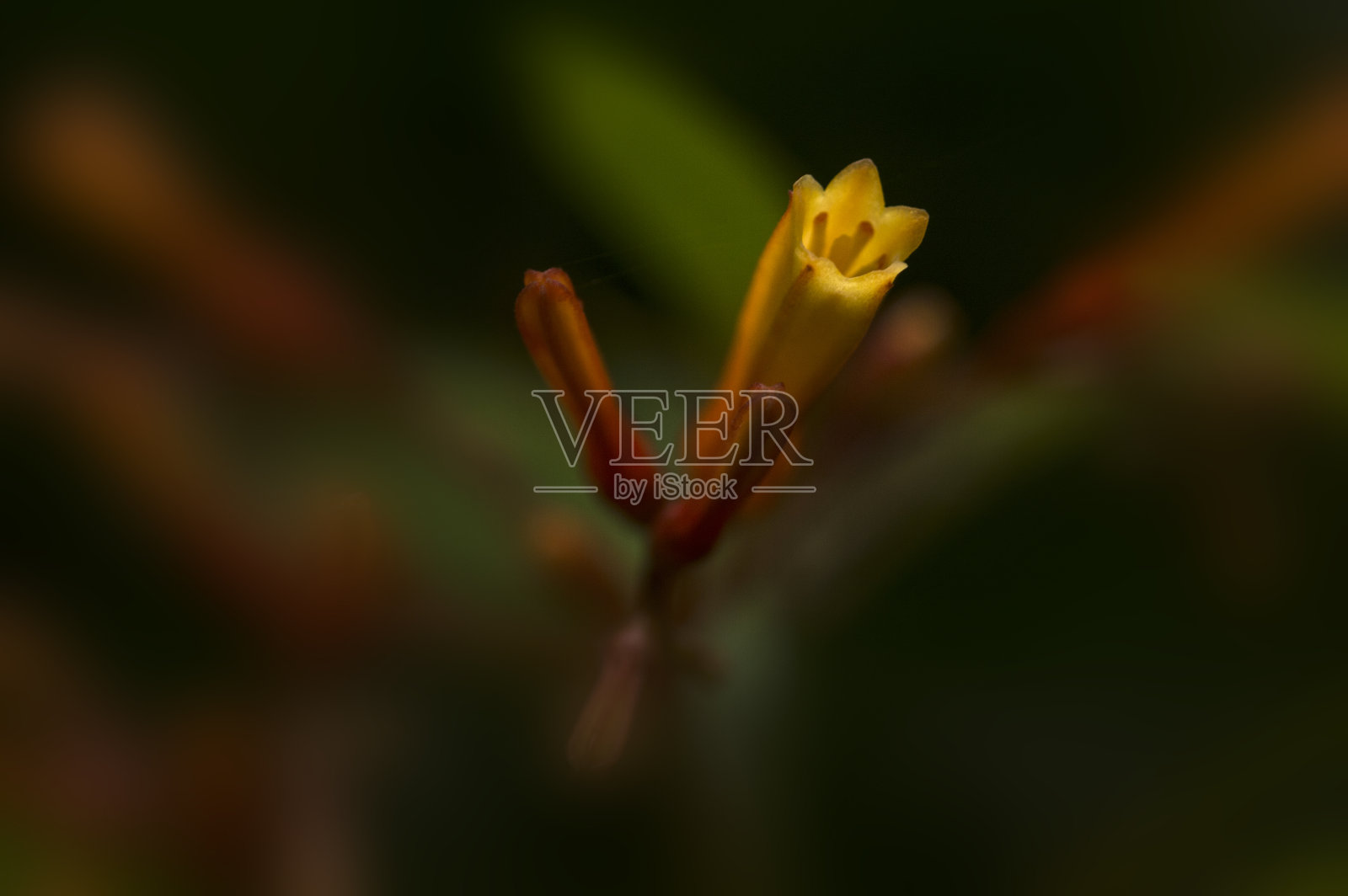 叶子的背景照片摄影图片