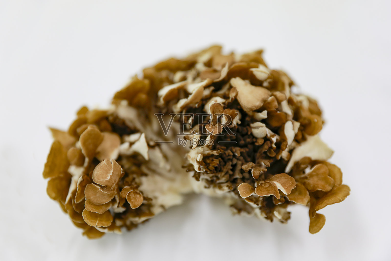 蘑菇照片摄影图片