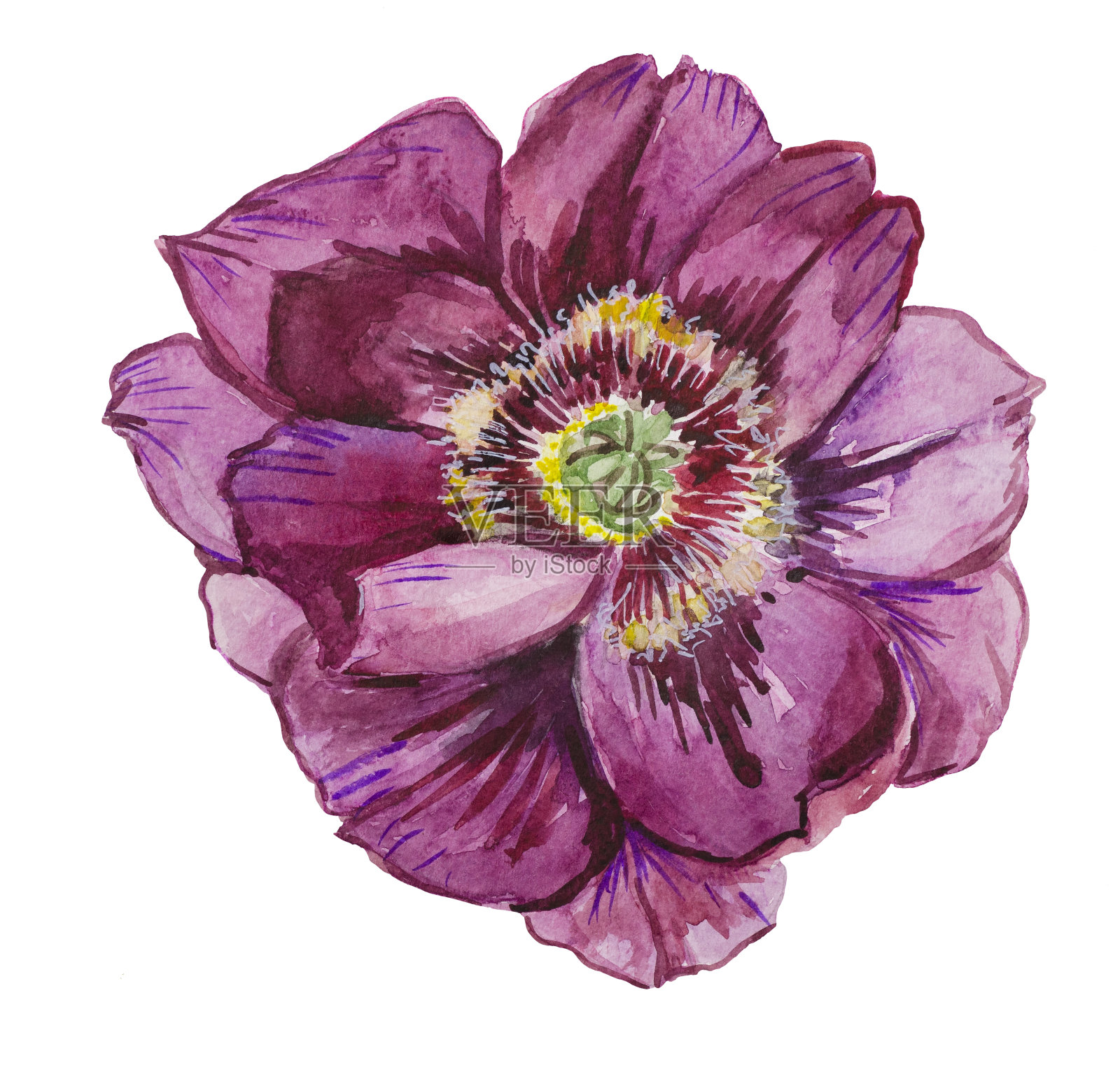 牡丹，水彩画树牡丹特写插画图片素材