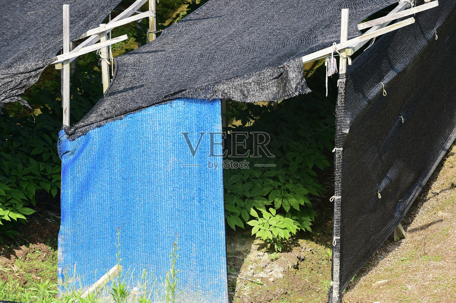 韩国济南县人参田。照片摄影图片