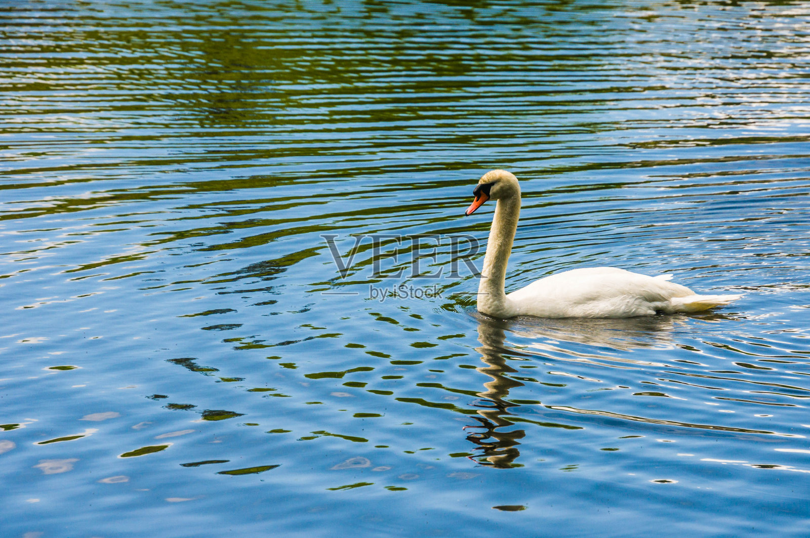 单一的天鹅照片摄影图片