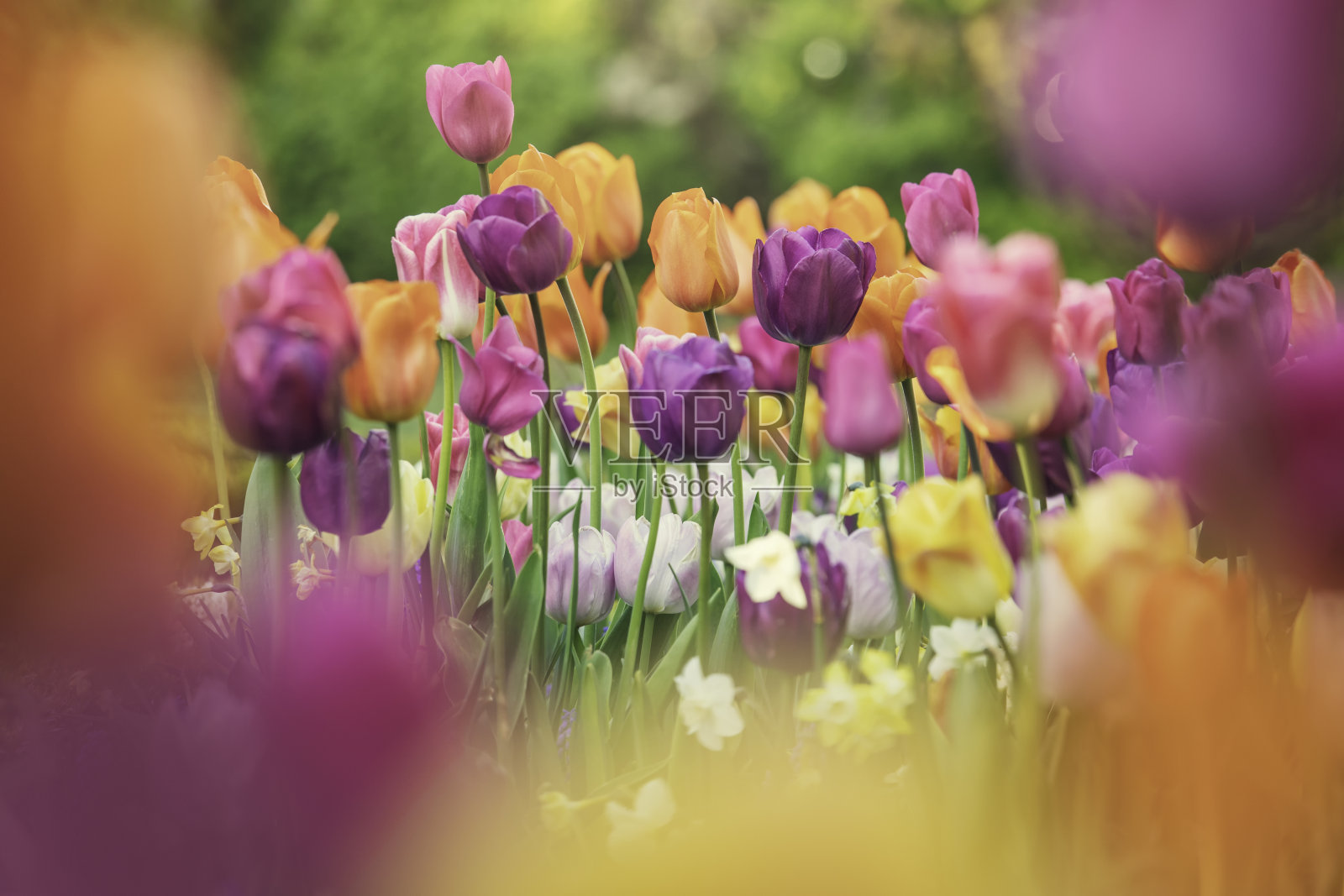 五颜六色的郁金香花园照片摄影图片