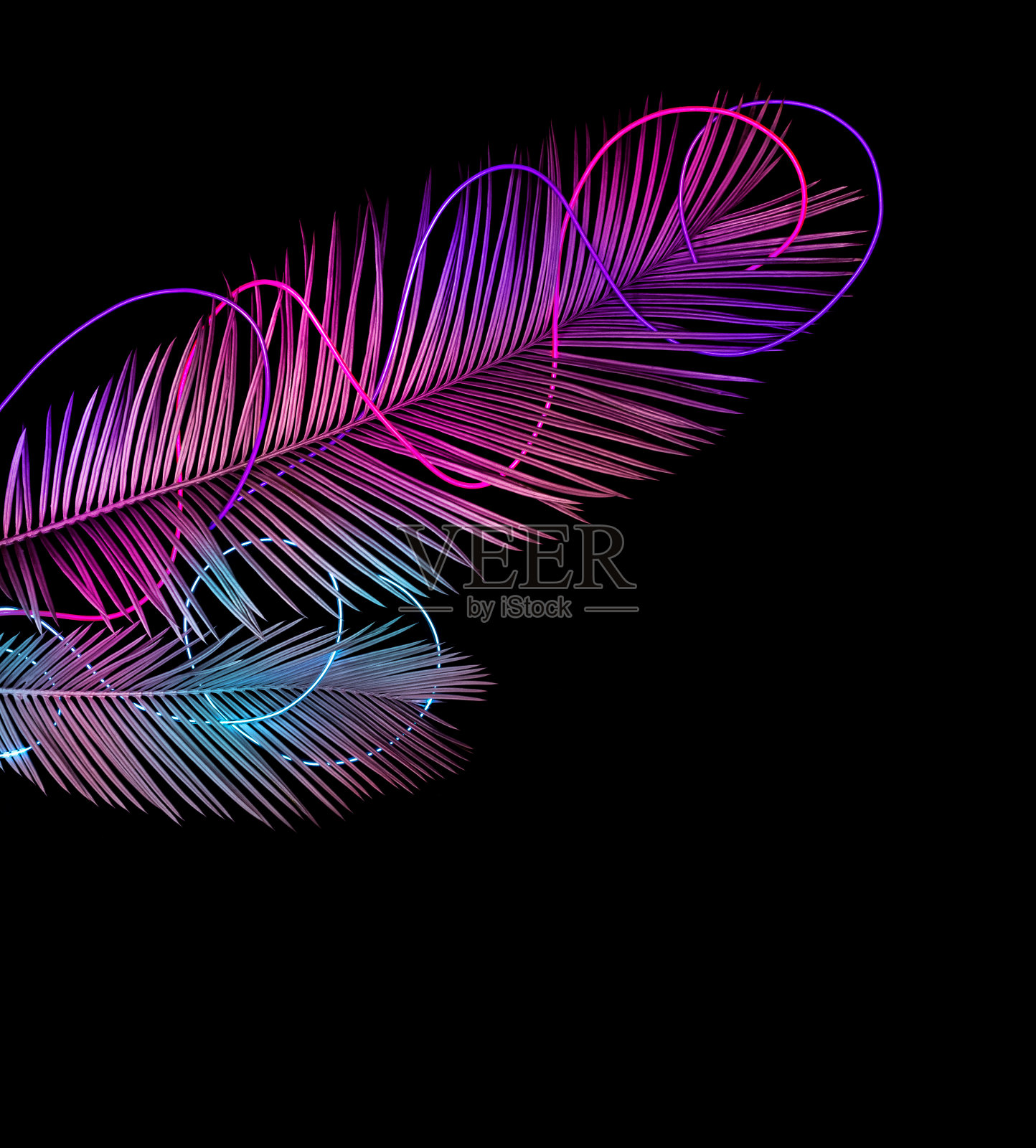 五颜六色的棕榈叶与霓虹灯隔离在黑色。照片摄影图片