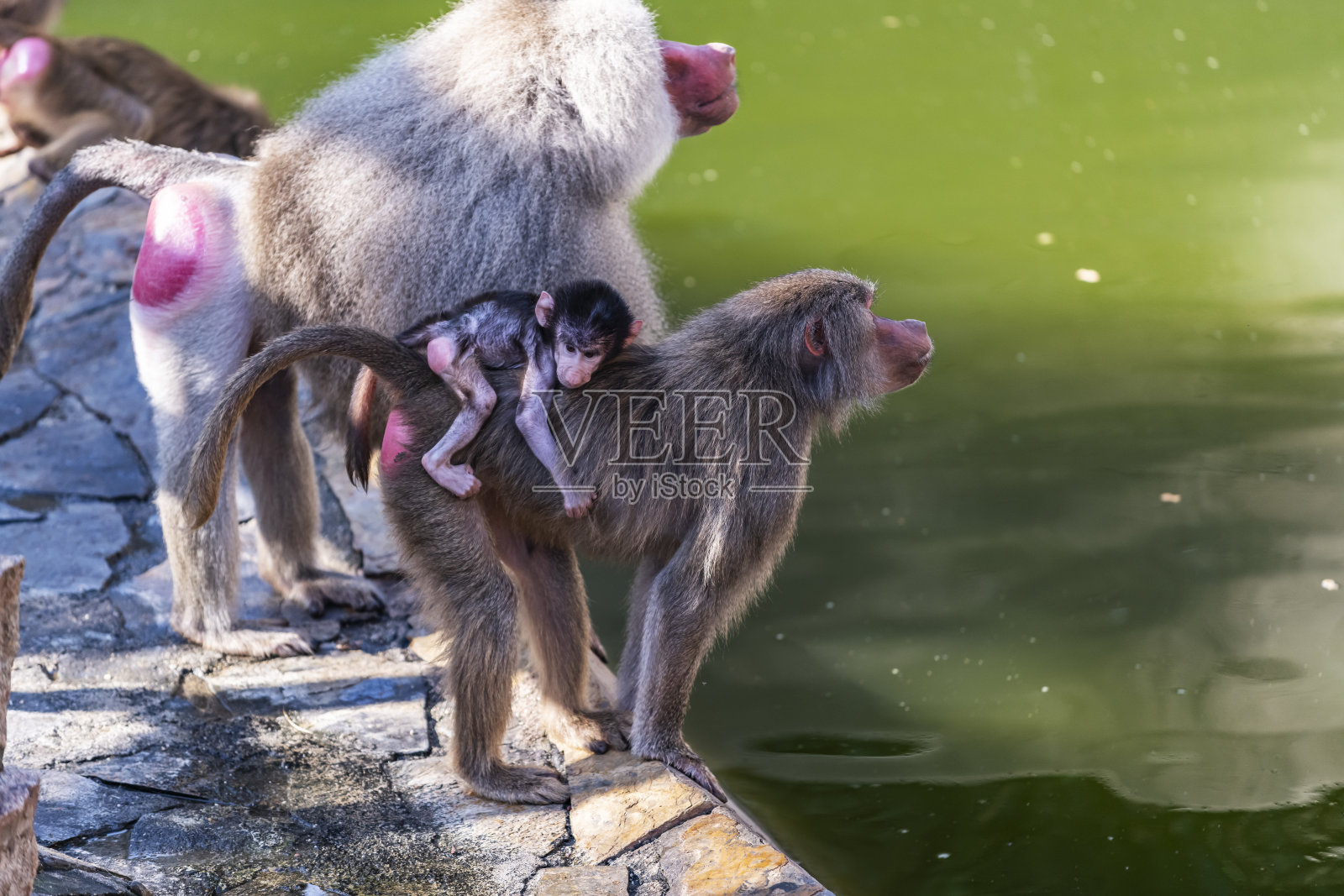 哈玛德里亚狒狒照片摄影图片