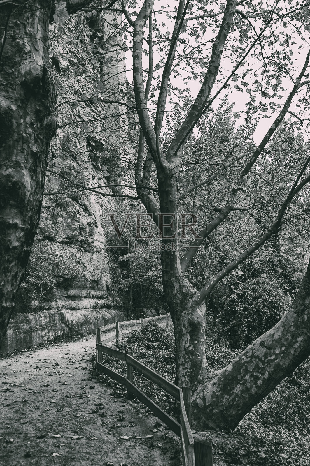 有木栅栏和一棵大树的土路照片摄影图片