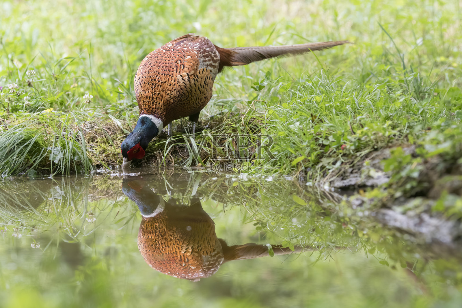 野鸡饮水(秋水仙)照片摄影图片
