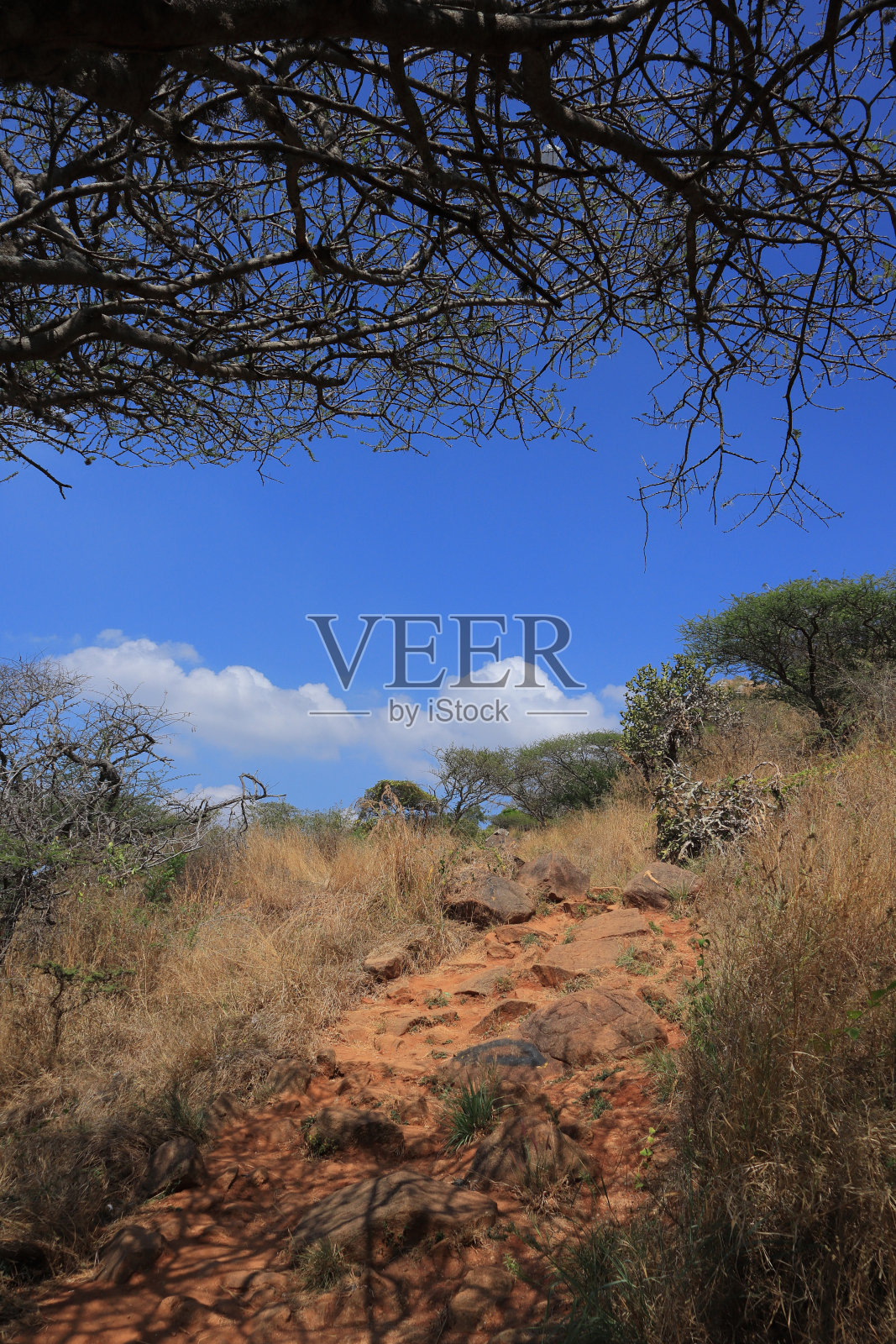 印度南部西部高沟里长满青草和树木的山上的小路照片摄影图片