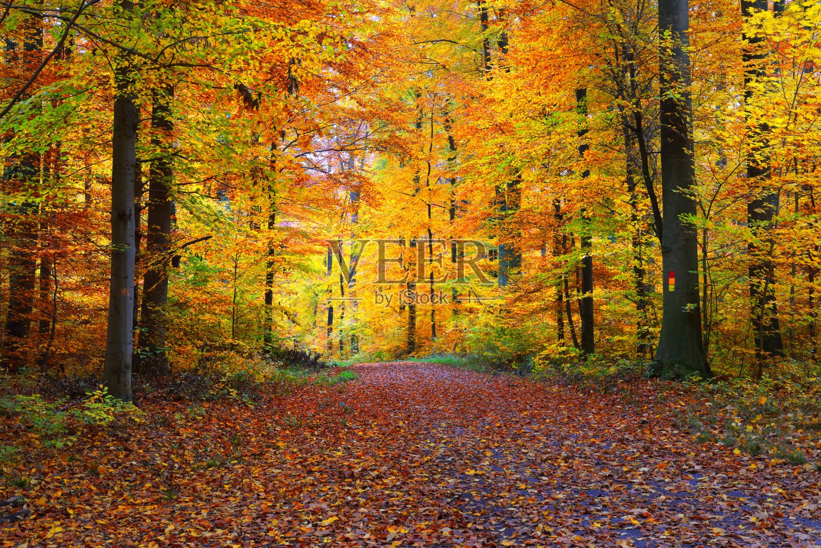 一条穿过金色山毛榉树的乡间小路。森林地面上有绿色、橙色和黄色的叶子。神秘的光穿过树干。德国海德堡的环境保护照片摄影图片