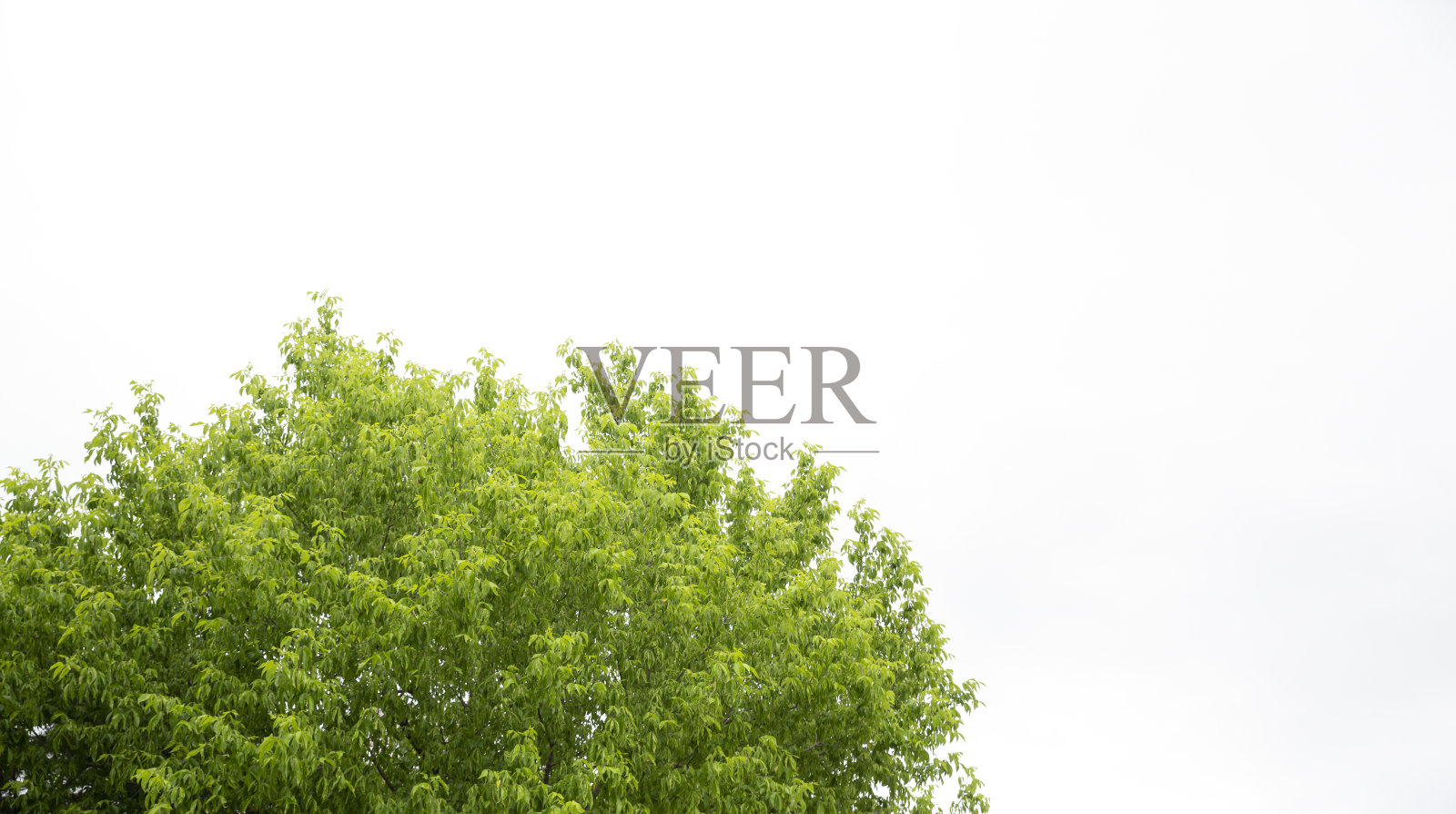 树木孤立在白色背景上照片摄影图片