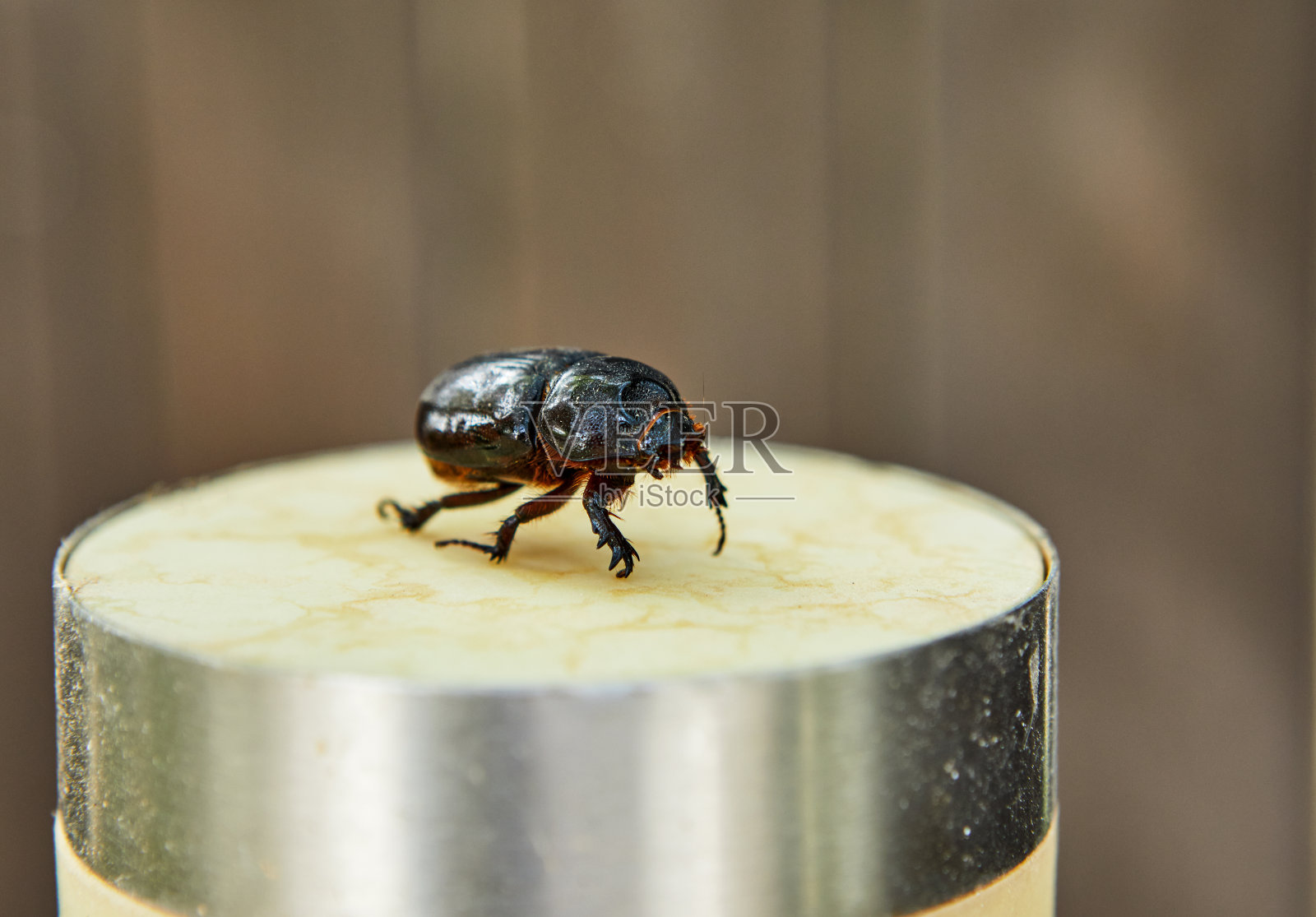 晴天里米色架子上蜣螂的特写照片摄影图片