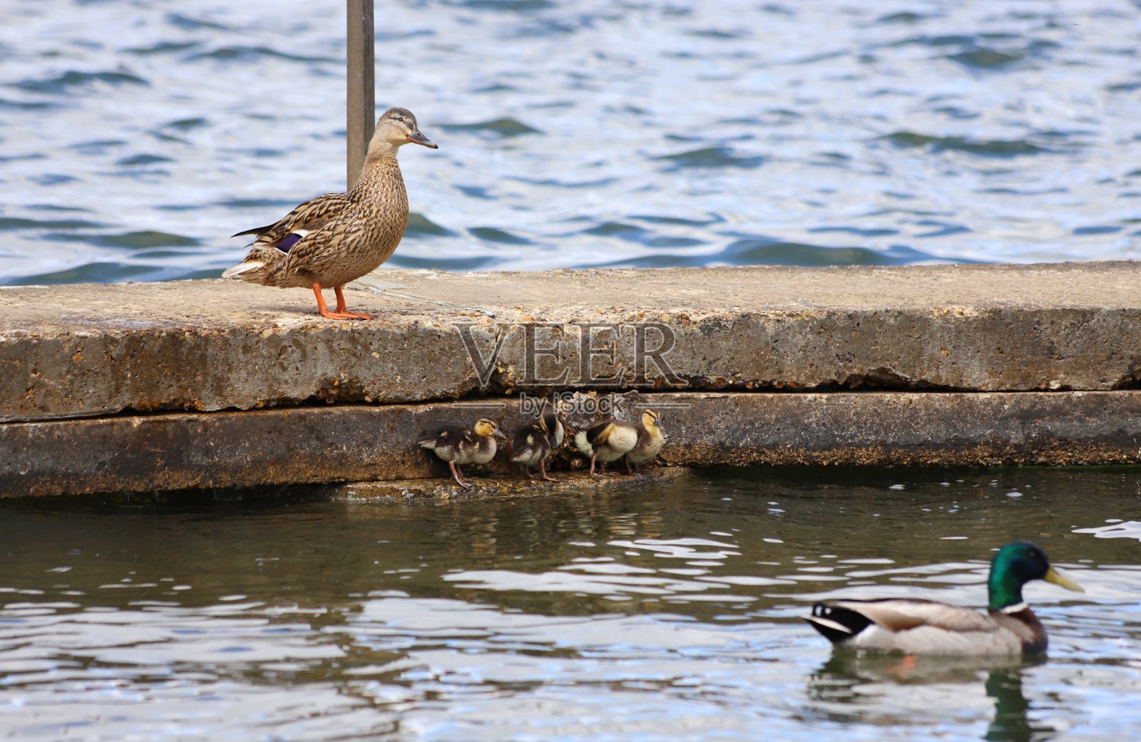 鸭子家庭照片摄影图片