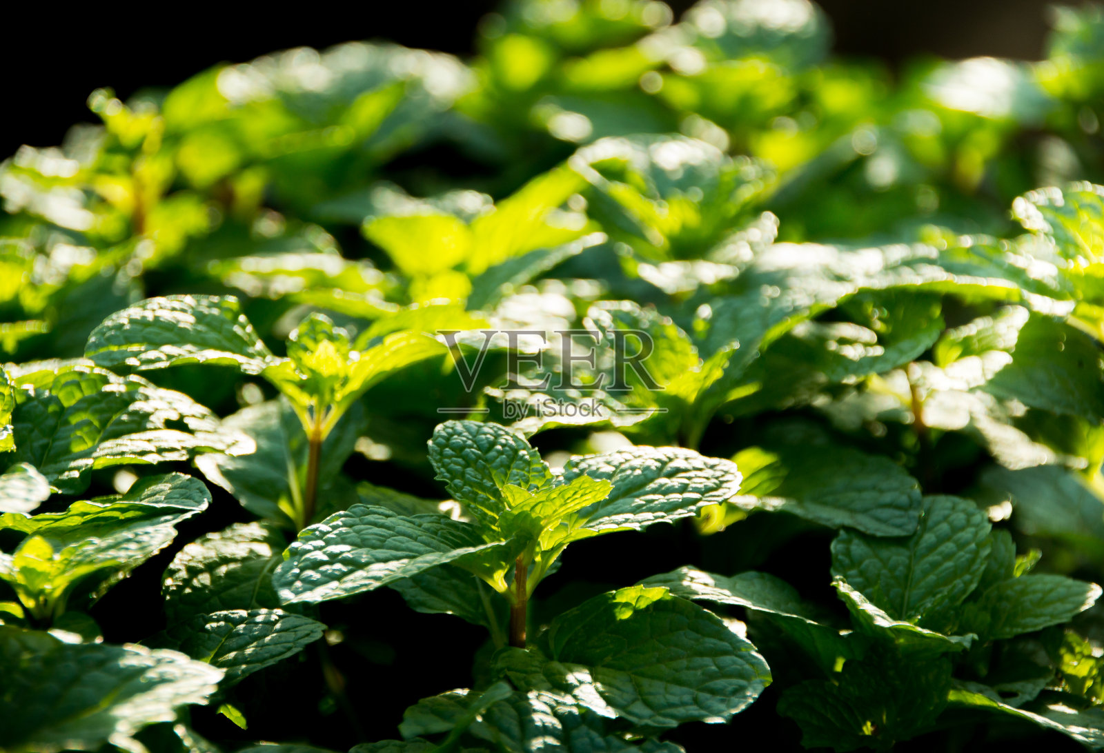 新鲜的薄荷照片摄影图片