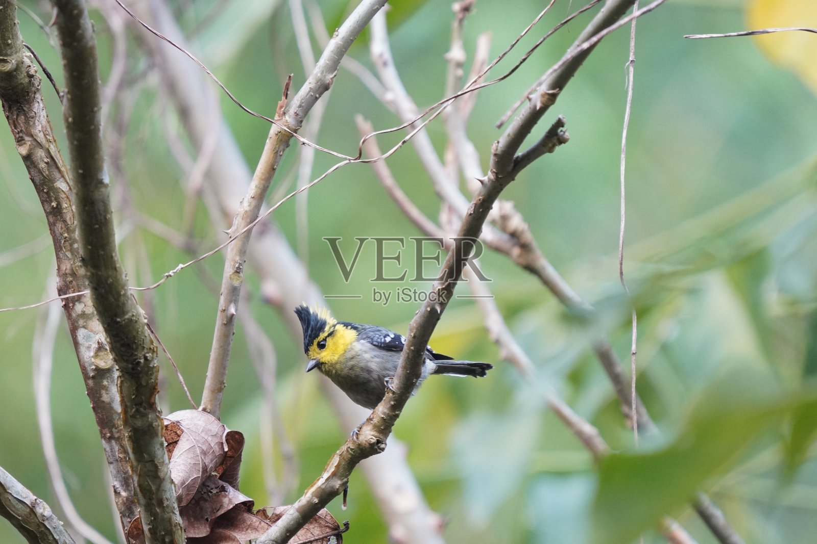 黄色的无礼地说滴照片摄影图片