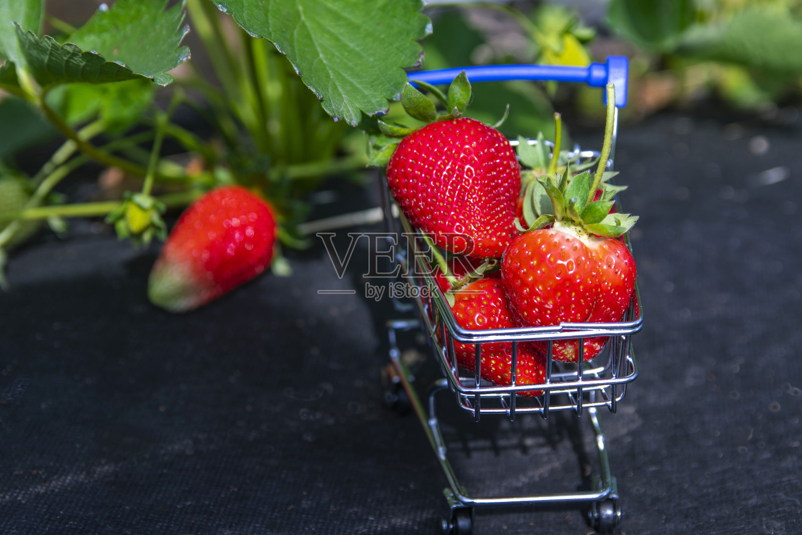 在草莓种植园里用手推车和篮子从超市买来的新鲜草莓。直接和快速交付的概念。有选择性的重点。照片摄影图片