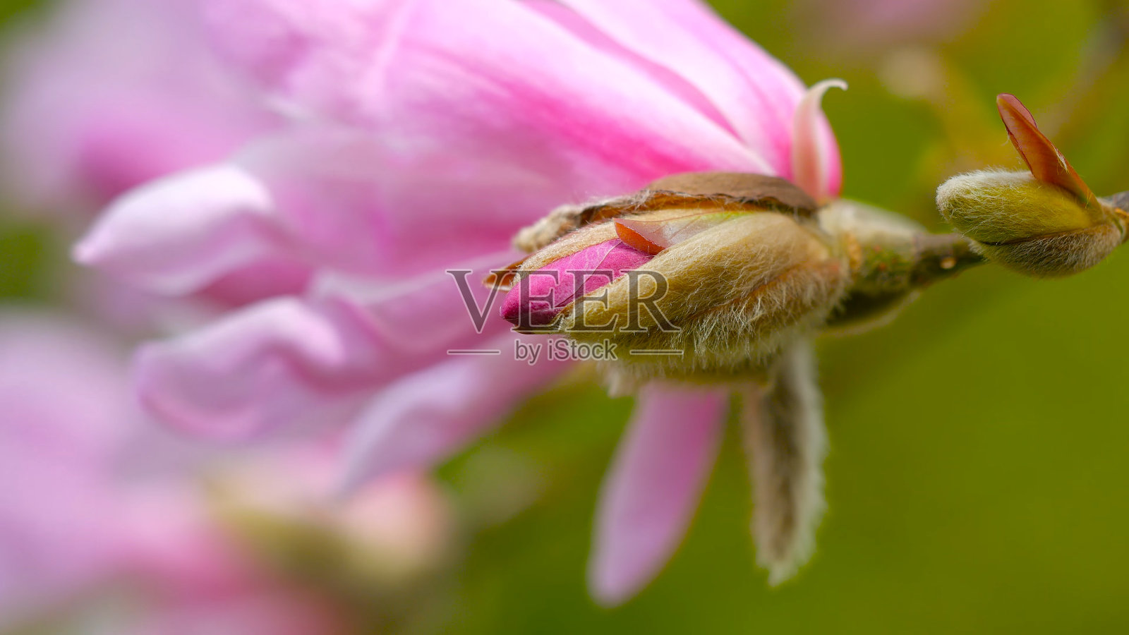 木兰树开出了大而美丽的粉红色的木兰花照片摄影图片