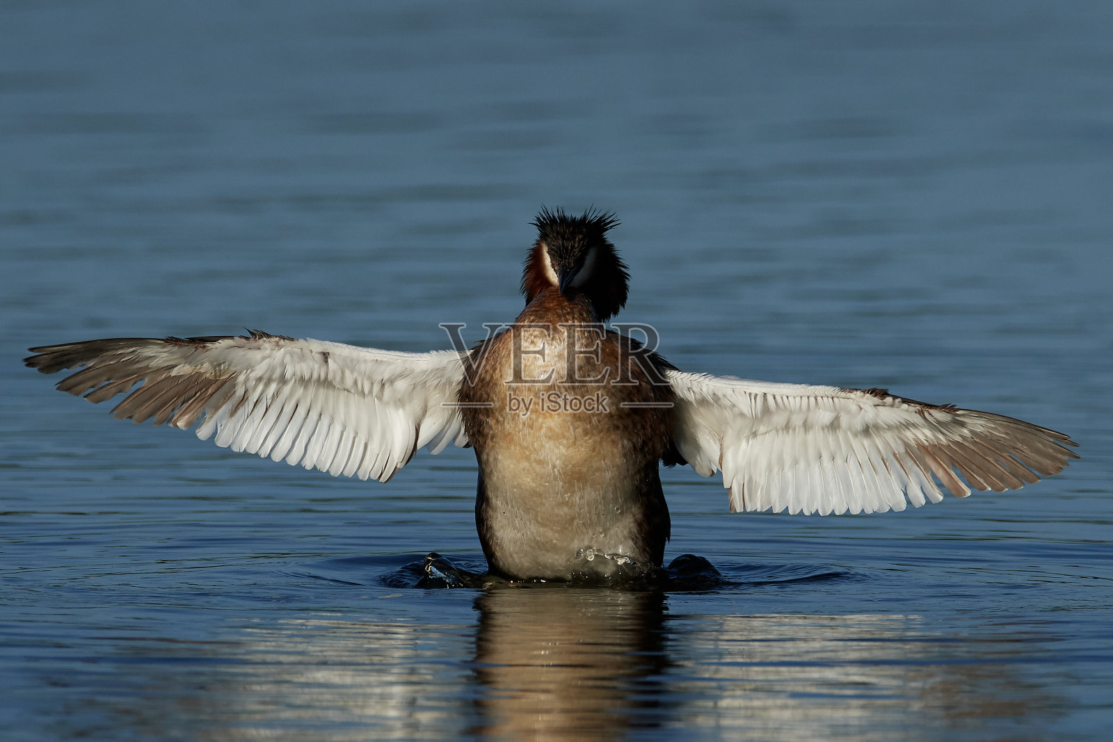大山脊grebe (Podiceps crista)照片摄影图片