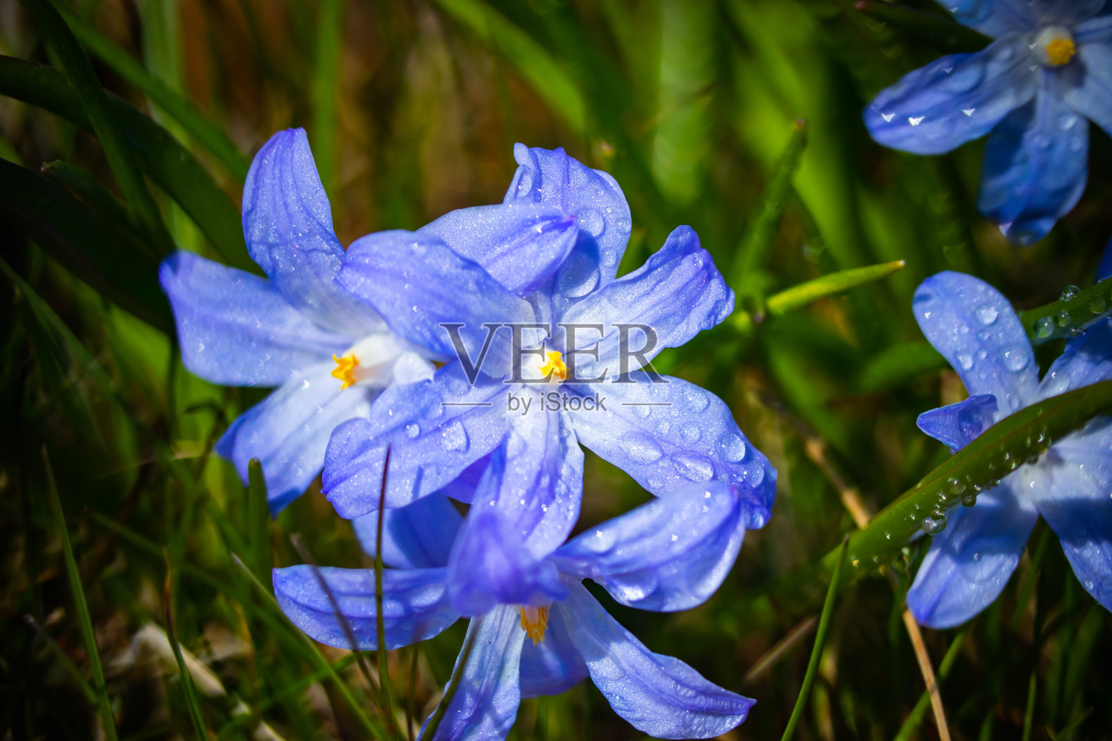 在阳光明媚的日子里，盛开的蓝色锡兰花与雨滴的特写。春季初种球茎植物。具有散景效果的选择性聚焦。照片摄影图片
