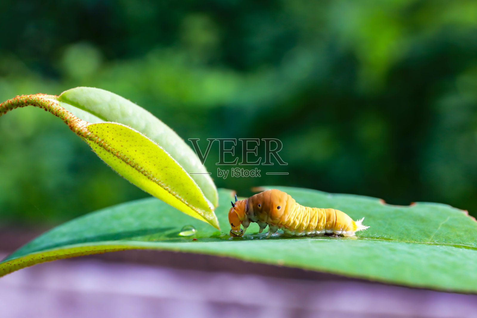 虫子在绿色的叶子上喝水照片摄影图片