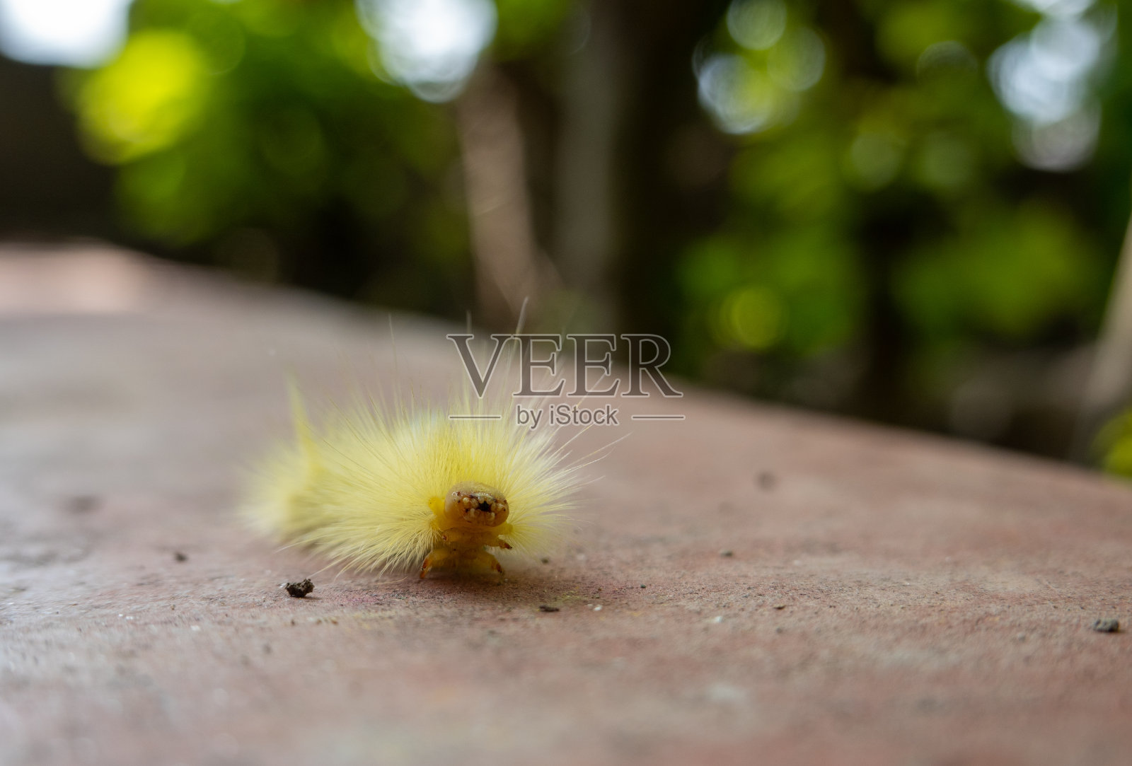 一种黄色的紫菜毛虫照片摄影图片