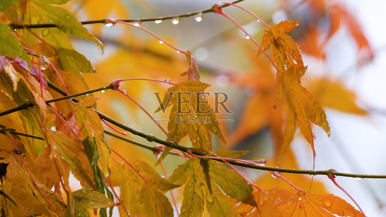 日本枫树(掌叶槭属)在秋天变成颜色照片摄影图片