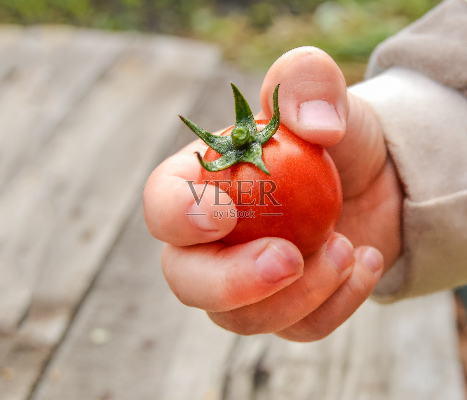 一个小孩子的手里拿着一个小番茄，模糊了背景，选择性聚焦，在开阔处照片摄影图片