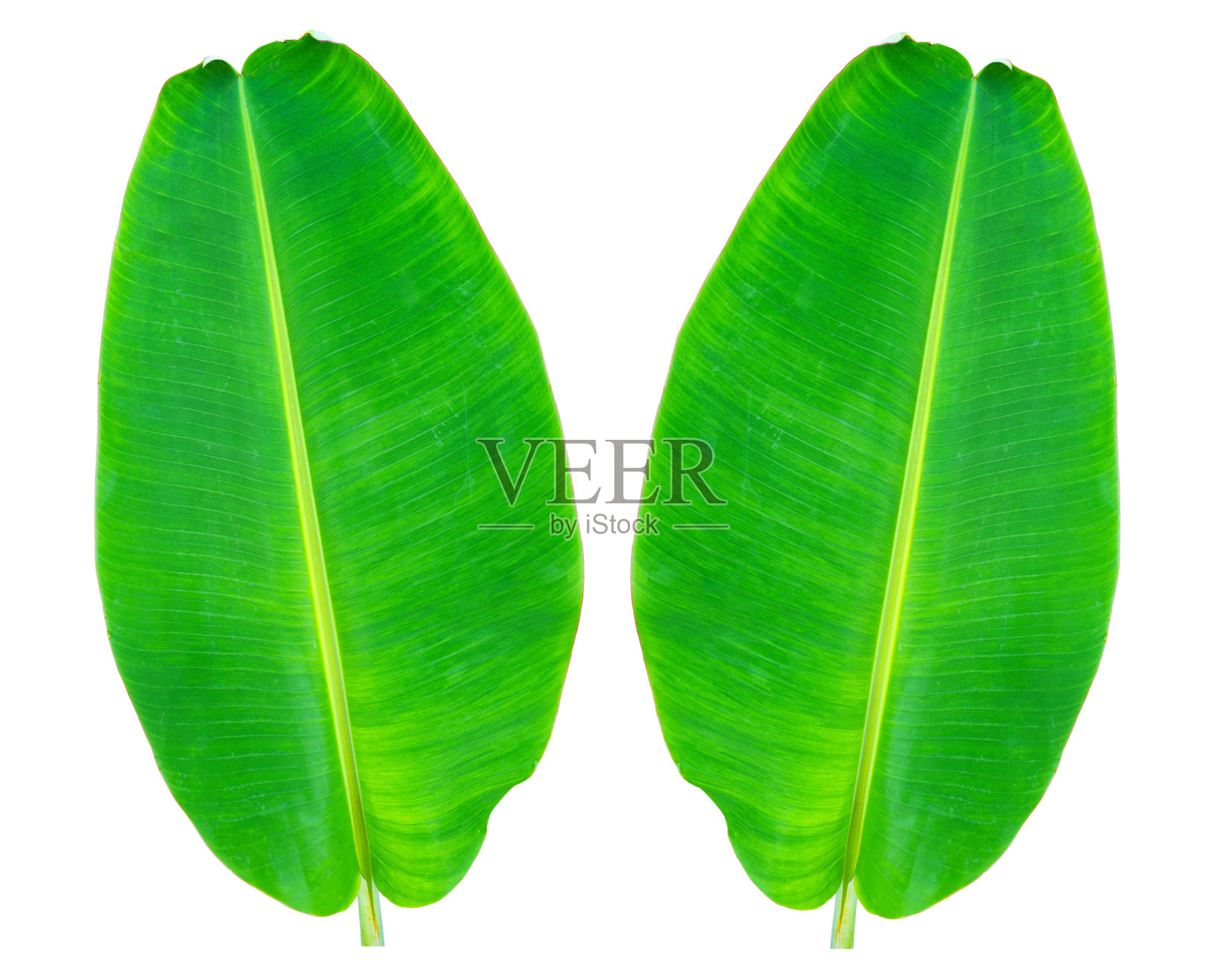 世界环境日概念:白底香蕉叶孤立照片摄影图片
