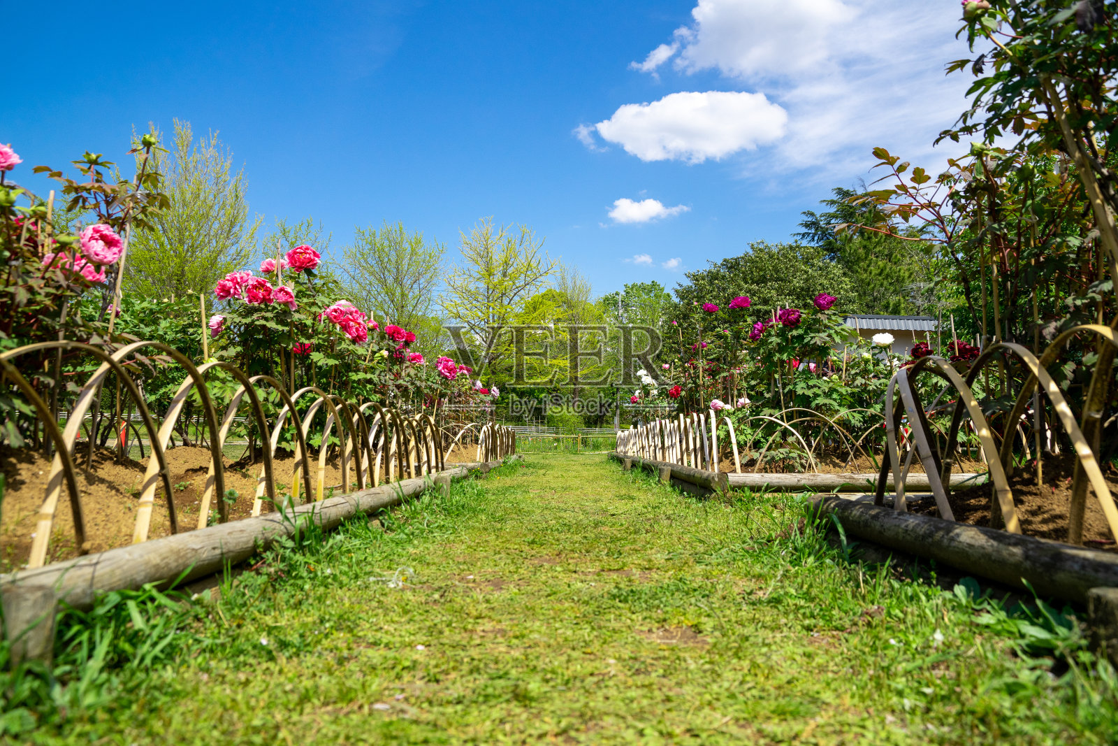 阳光公园里的牡丹。照片摄影图片