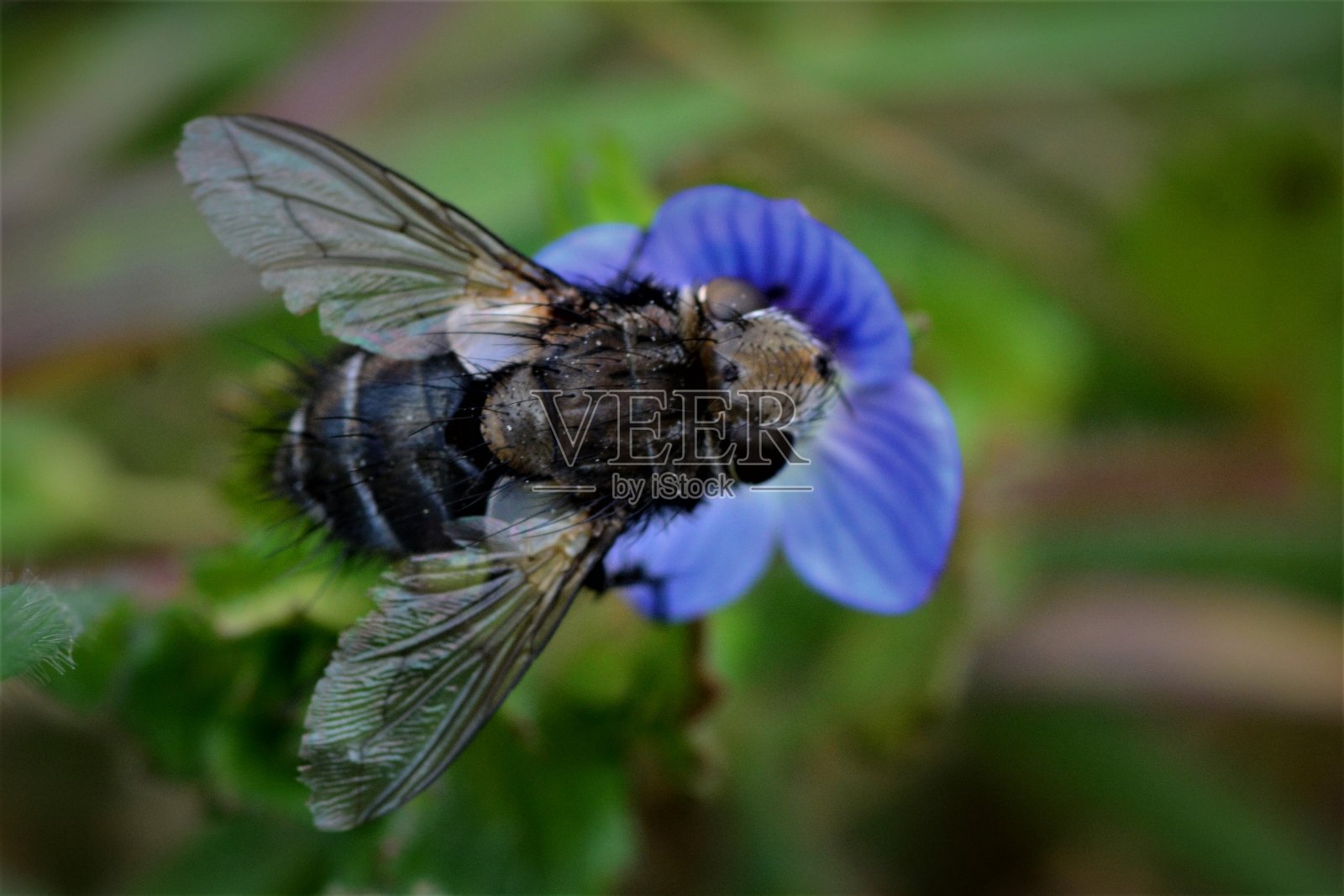 飞的昆虫照片摄影图片