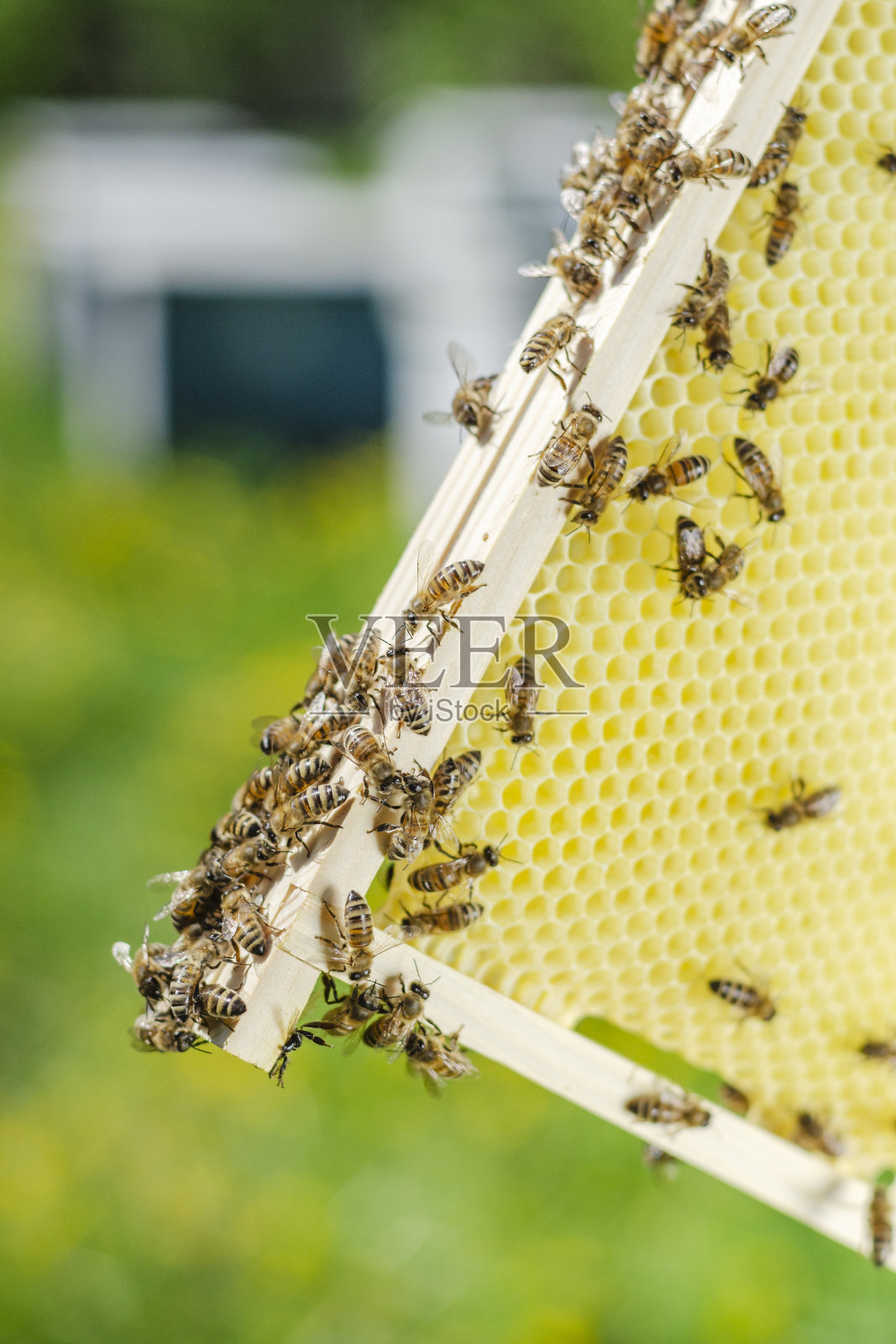 特写的蜜蜂在蜂房的蜂巢在春天照片摄影图片
